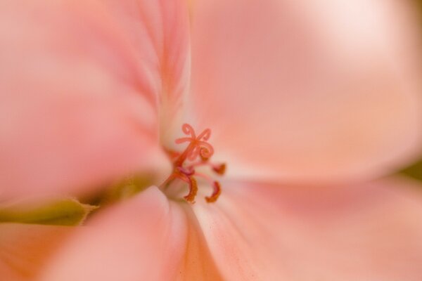 Macro photography of the pistil and stamens of the flower