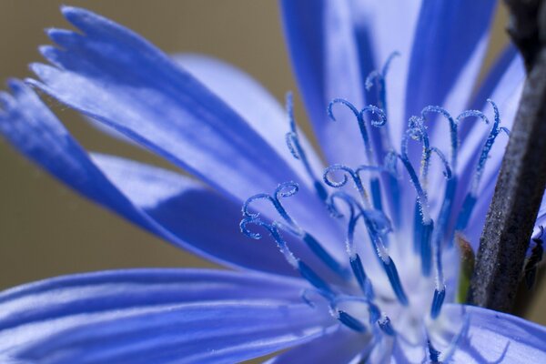 Délicate macro d une fleur bleue