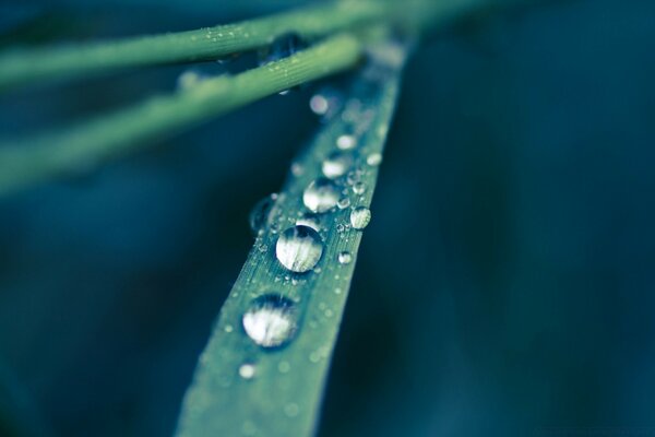 Macro photography of dew drops on grass