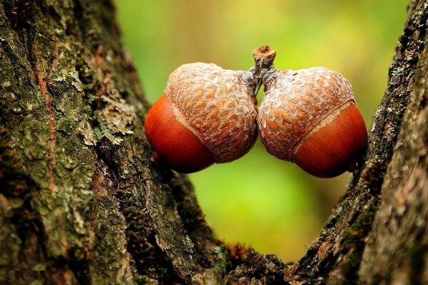 Two acorns close up