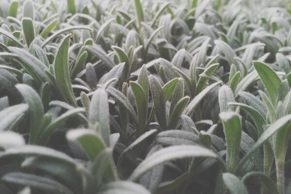 Tender young leaves of the plant