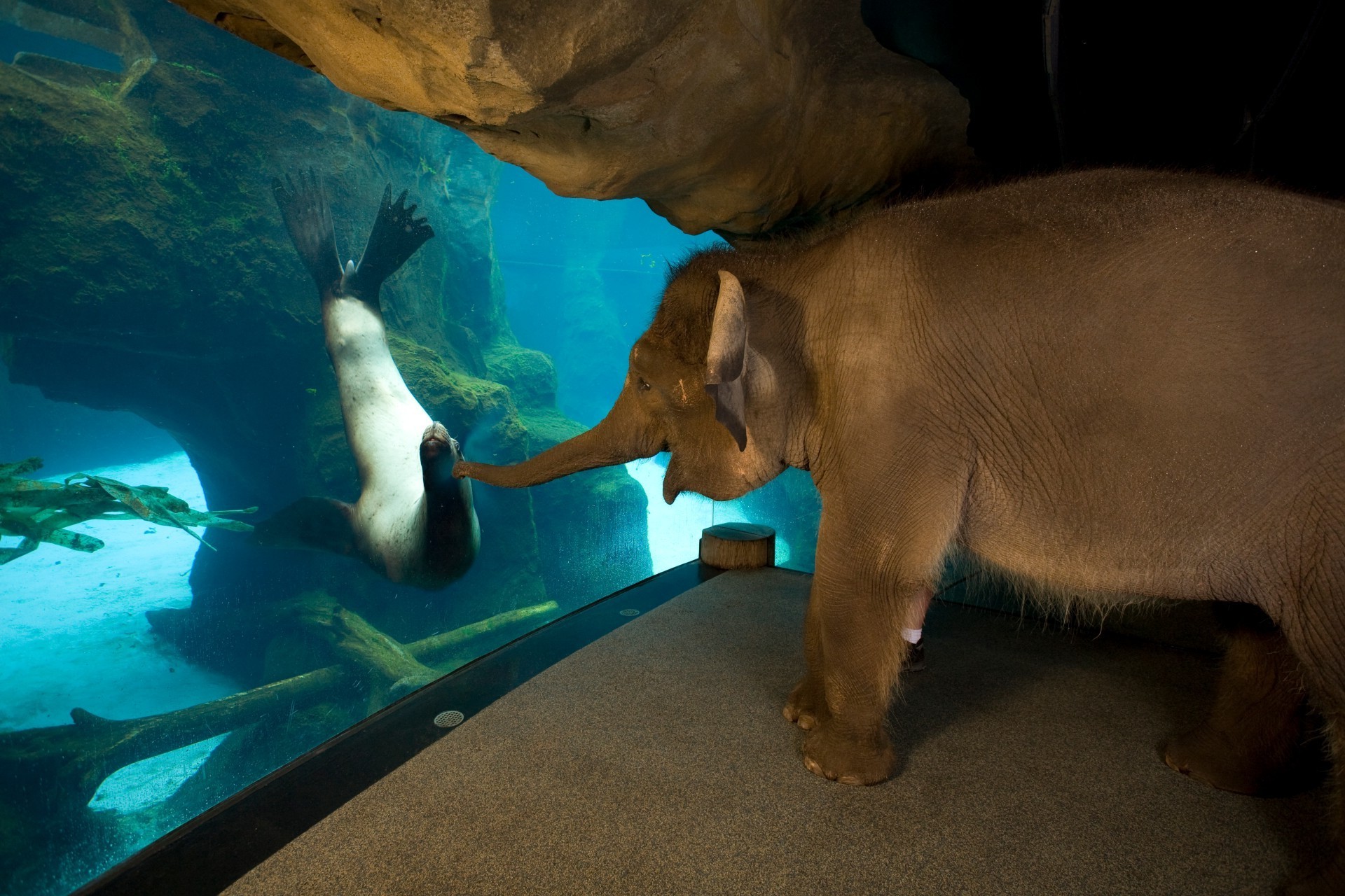 éléphants mammifère eau un deux faune zoo sous-marin natation loisirs vue latérale