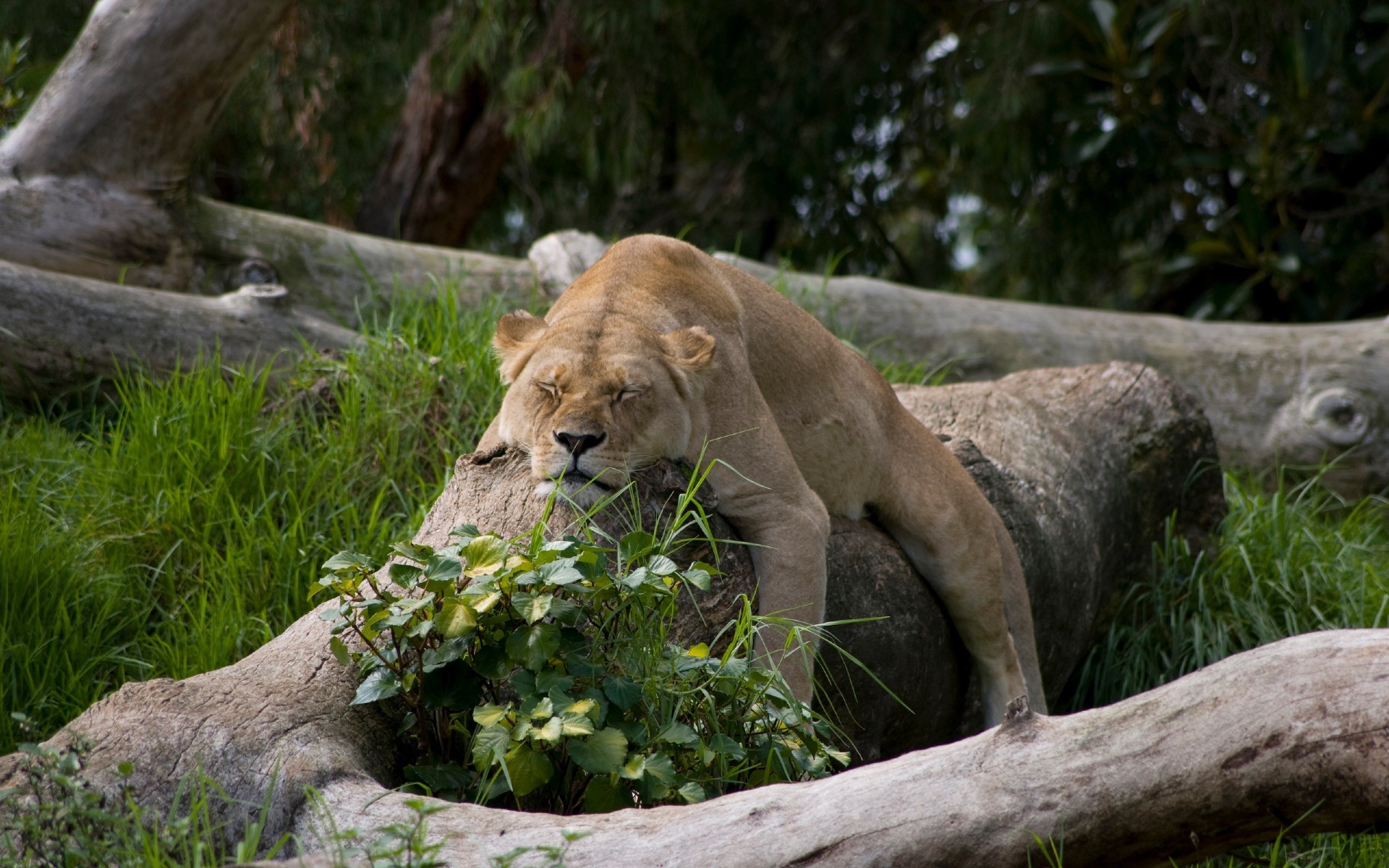 löwen natur säugetier tierwelt gras wild tier löwe im freien raubtier park zoo katze