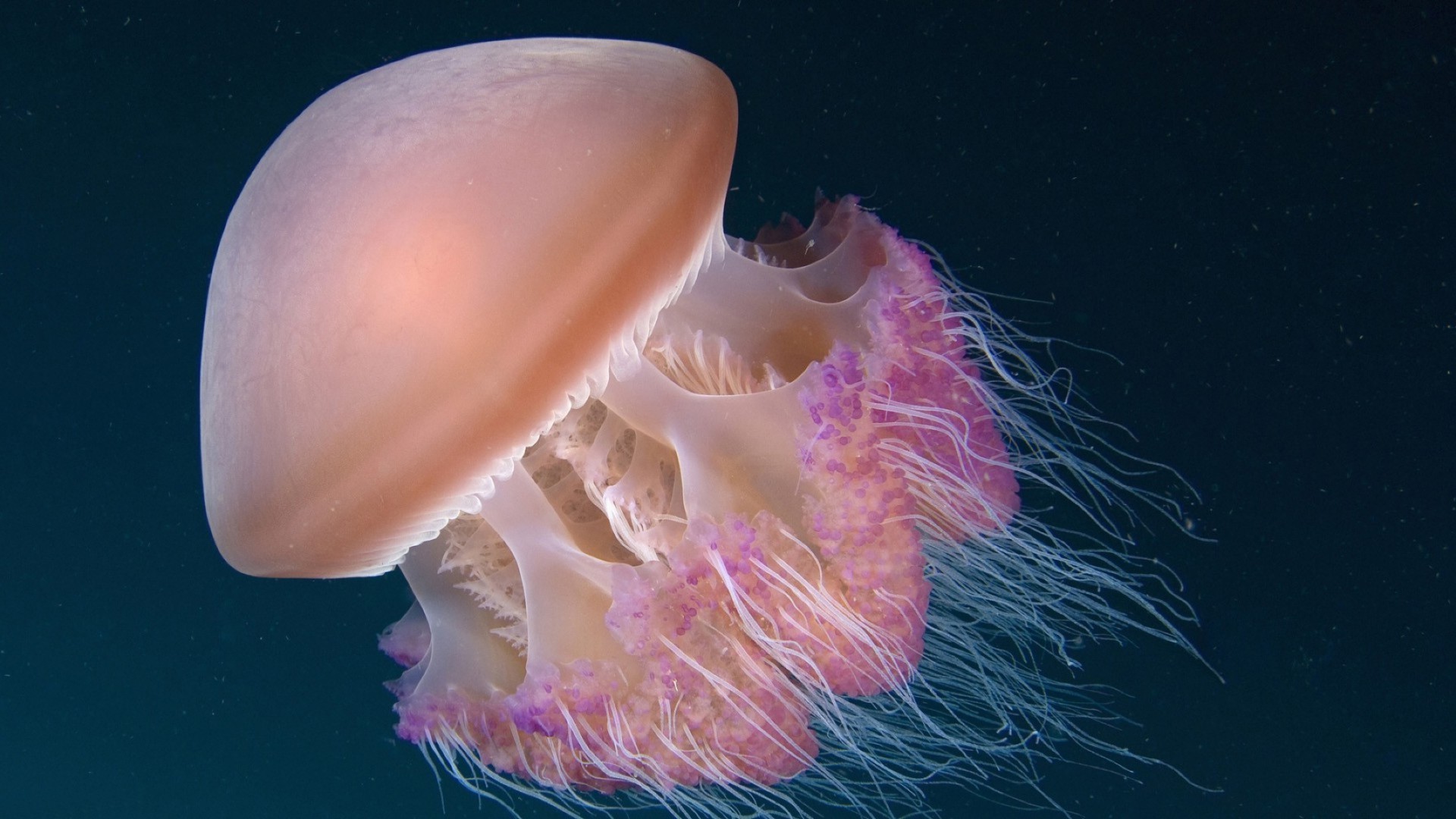 água-viva debaixo d água desktop invertebrados peixes mar sozinho água comida cor natureza