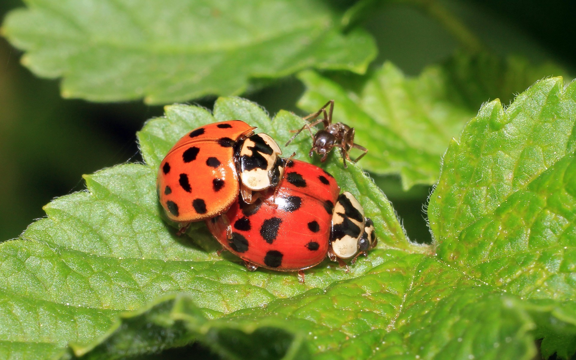 insectes nature insecte feuille à l extérieur flore biologie été jardin coléoptère coccinelle gros plan faune petit