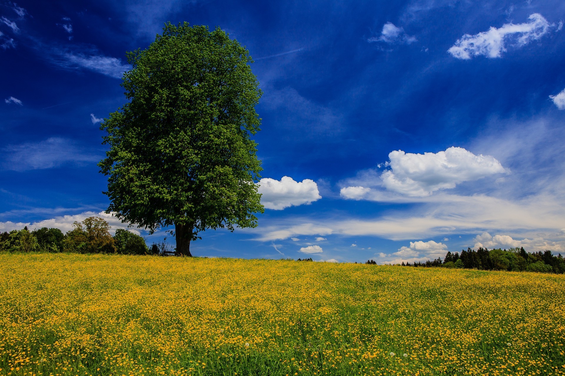 fields meadows and valleys nature landscape rural countryside summer sky sun grass tree outdoors fair weather field bright idyllic hayfield flower agriculture dawn