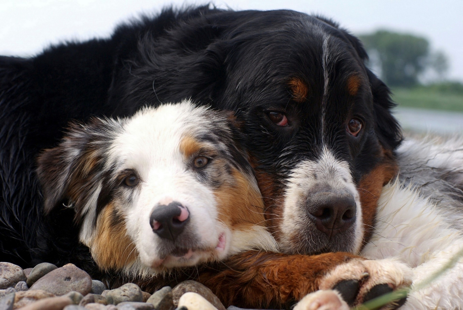 cani cane canino animale domestico animale carino mammifero cucciolo domestico pelliccia ritratto giovane purosangue pedigree anteprima razza adorabile piccolo cane da pastore collie