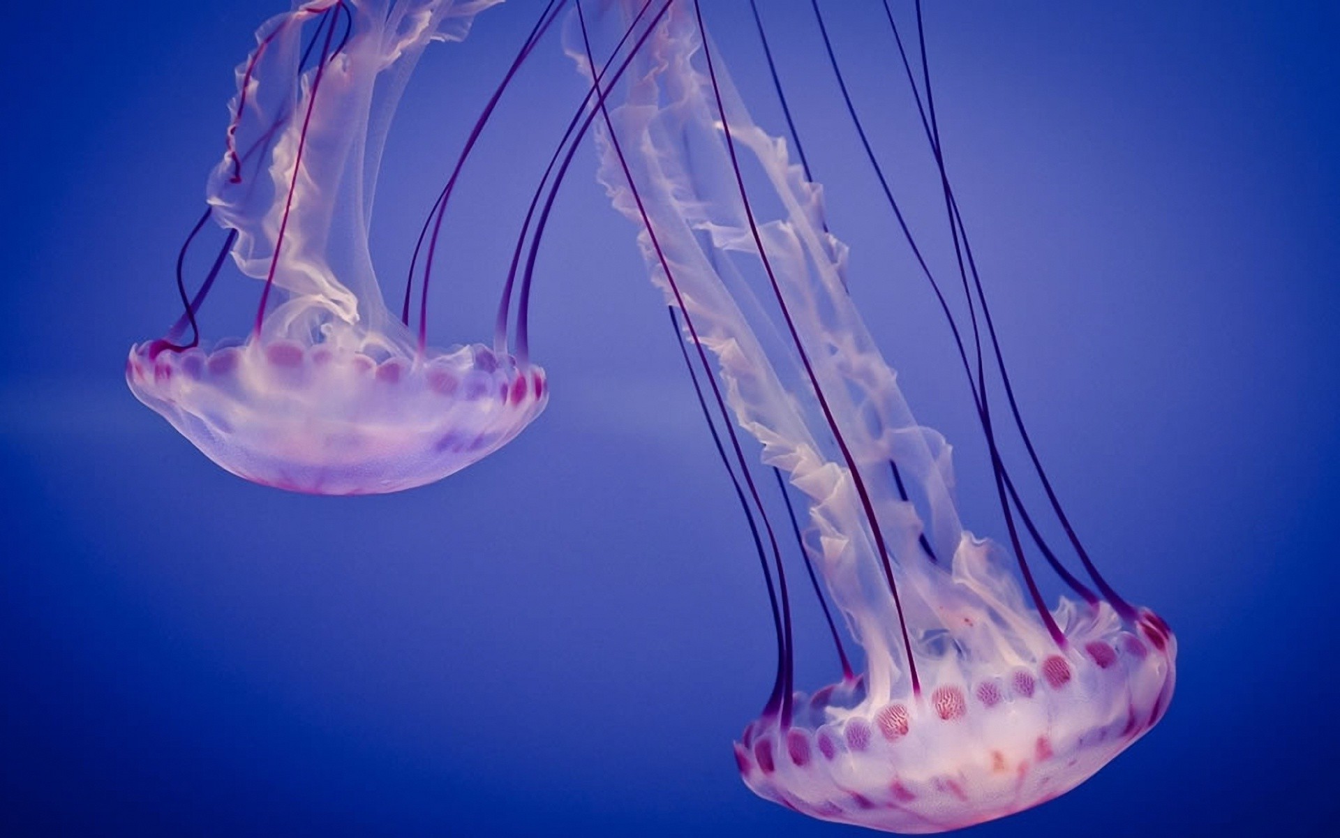 jellyfish underwater biology science aquarium desktop