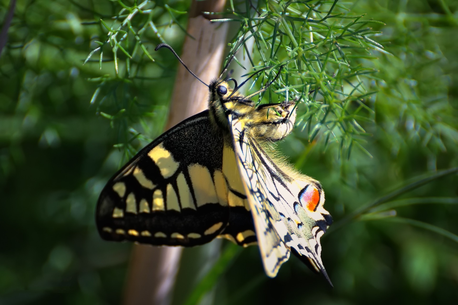 insekten natur schmetterling insekt tierwelt im freien tier flügel garten sommer farbe blatt wild wirbellose flora blume