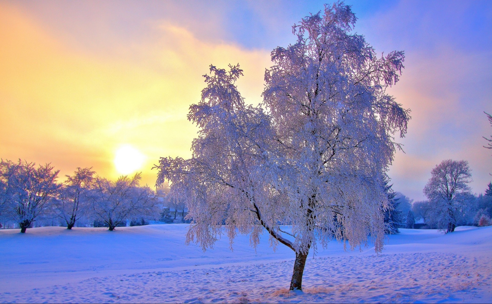 hiver neige arbre aube froid gel saison bois beau temps paysage nature congelé branche météo soleil scénique glace parc