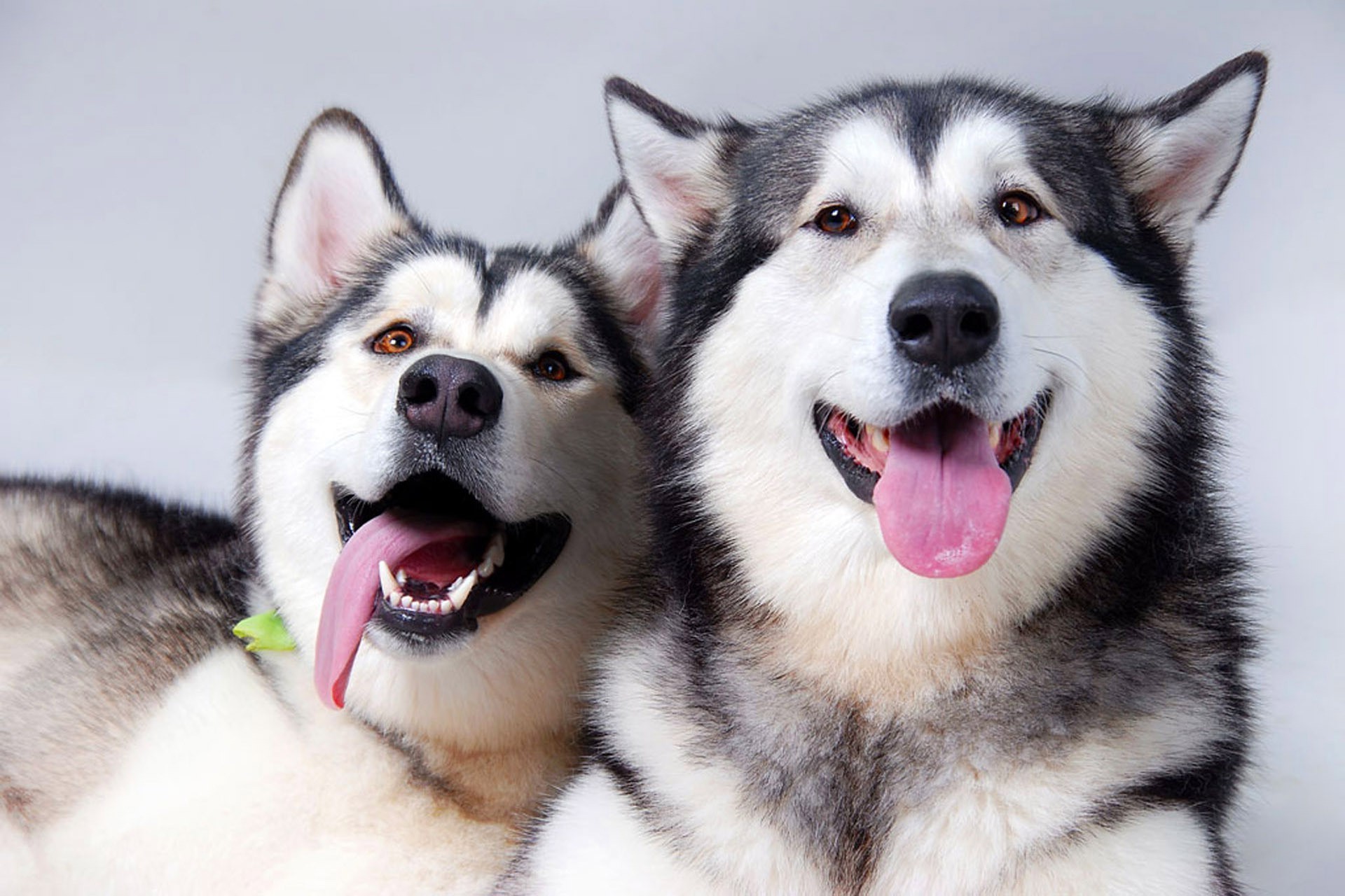 perros perro criador de perros mamífero mascota lobo lindo retrato trineo animal raza siberiano lengua pedigrí doméstico perro esquimal cachorro pedigrí ver frosty piel