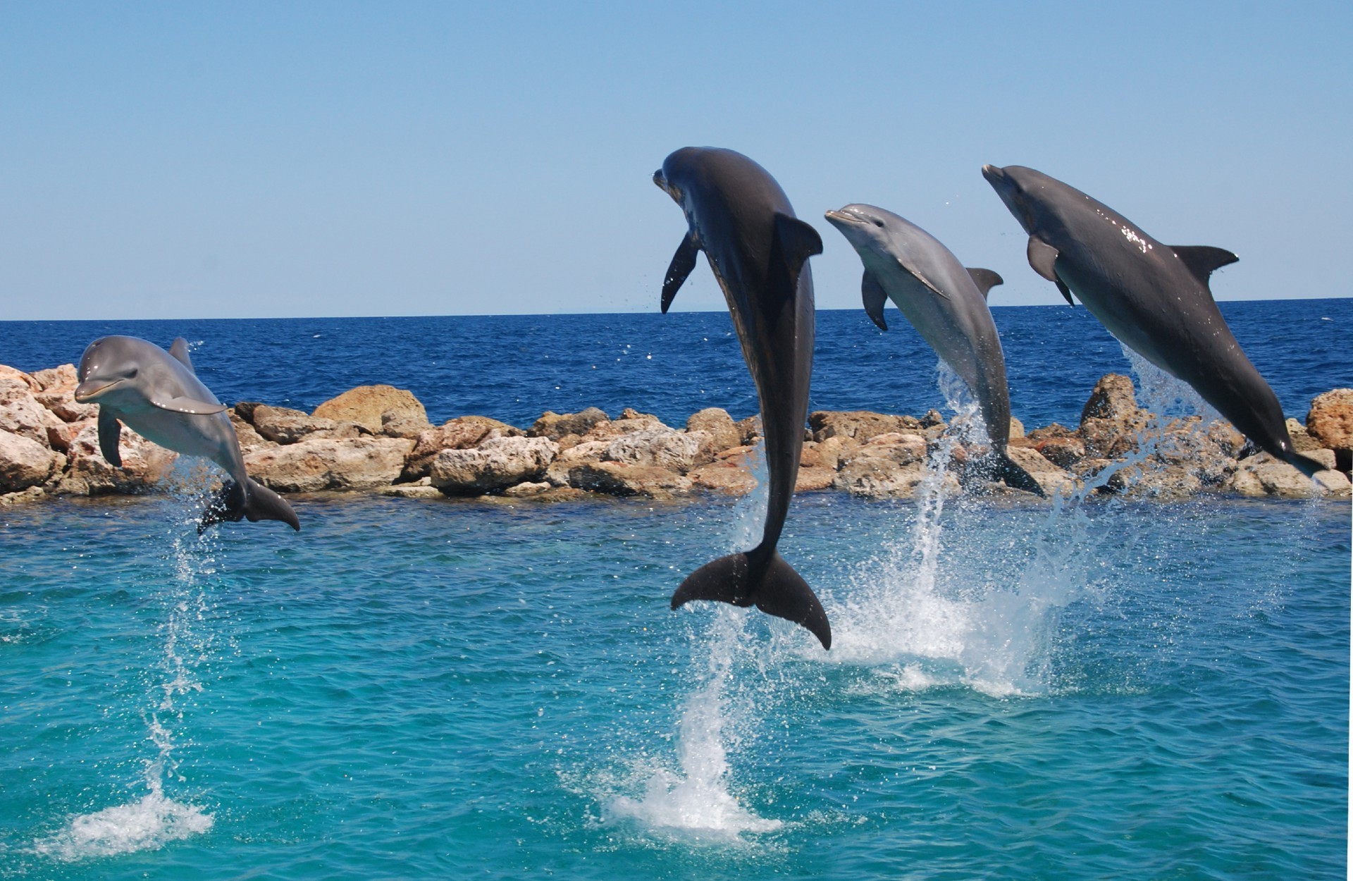 delfin woda pływanie morze ocean dmuchawy natura lato podróż wieloryb morski nurkowanie na świeżym powietrzu