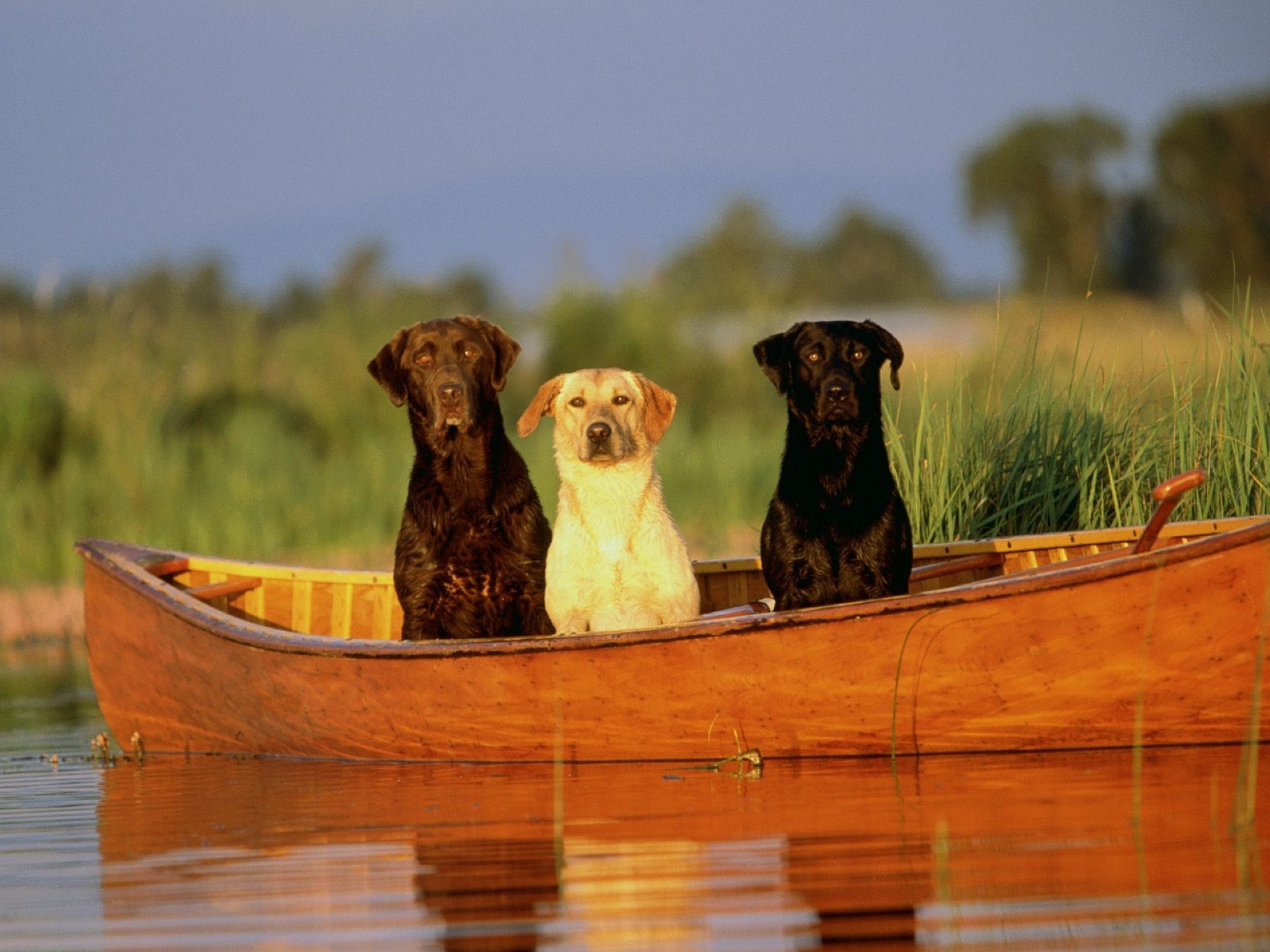 köpekler su açık havada günbatımı doğa seyahat ahşap