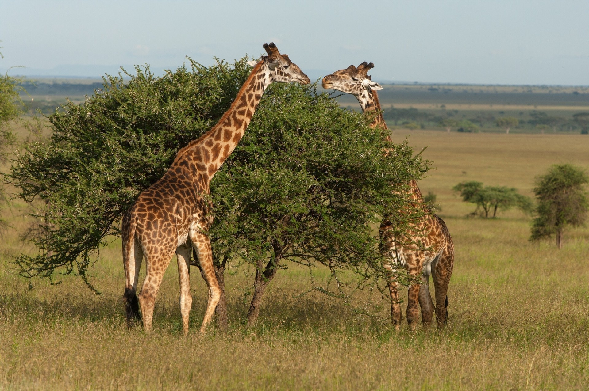 giraffen giraffe säugetier tierwelt safari savanne natur weiden gras wild tier busch im freien park masai serengeti reserve medium mara pflanzenfresser