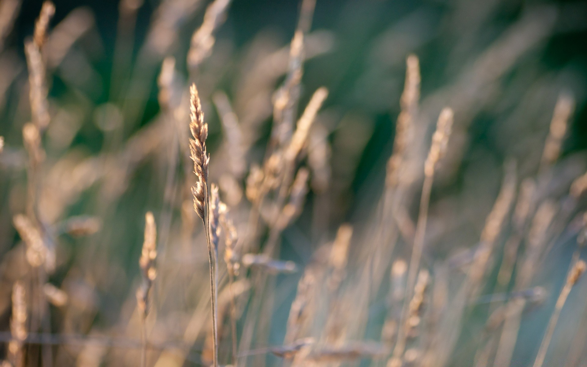 makroaufnahme natur wachstum gras im freien reed des ländlichen feld flora blatt schale morgendämmerung gutes wetter bauernhof sommer frost trocken winter