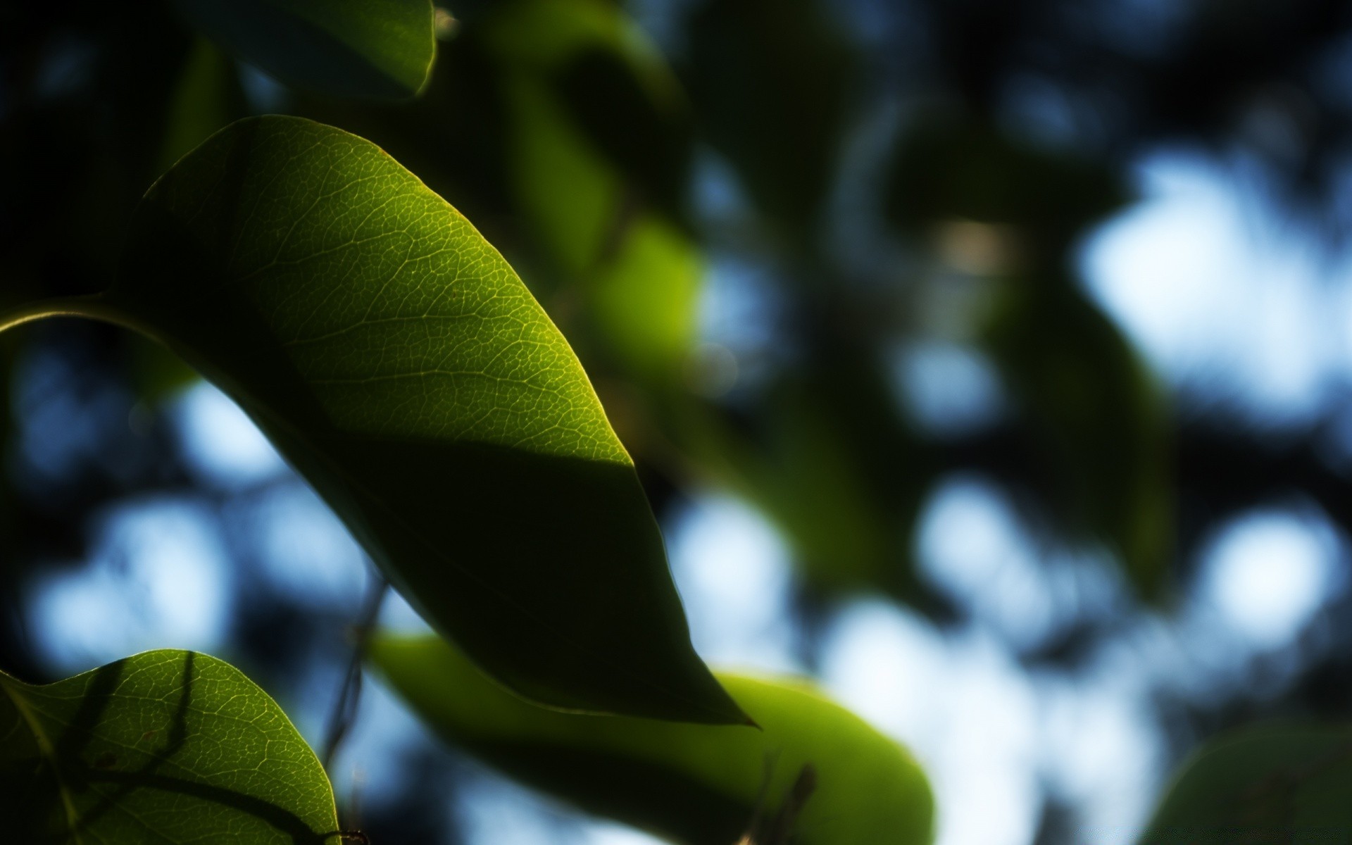 makro fotoğrafçılığı yaprak bulanıklık doğa flora ağaç büyüme açık havada yağmur bahçe yaz ışık renk meyve şube