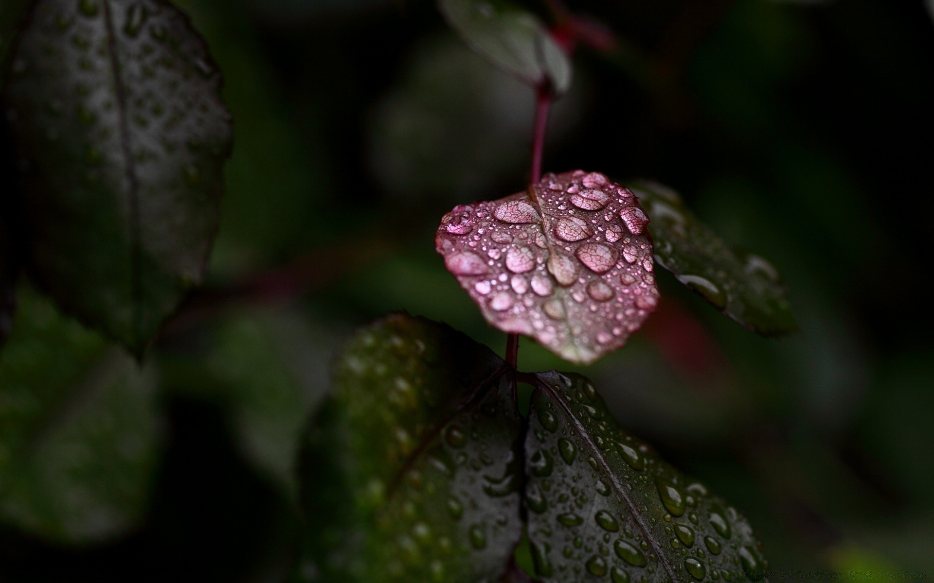 macro leaf flower flora nature garden rain color outdoors close-up light dew summer