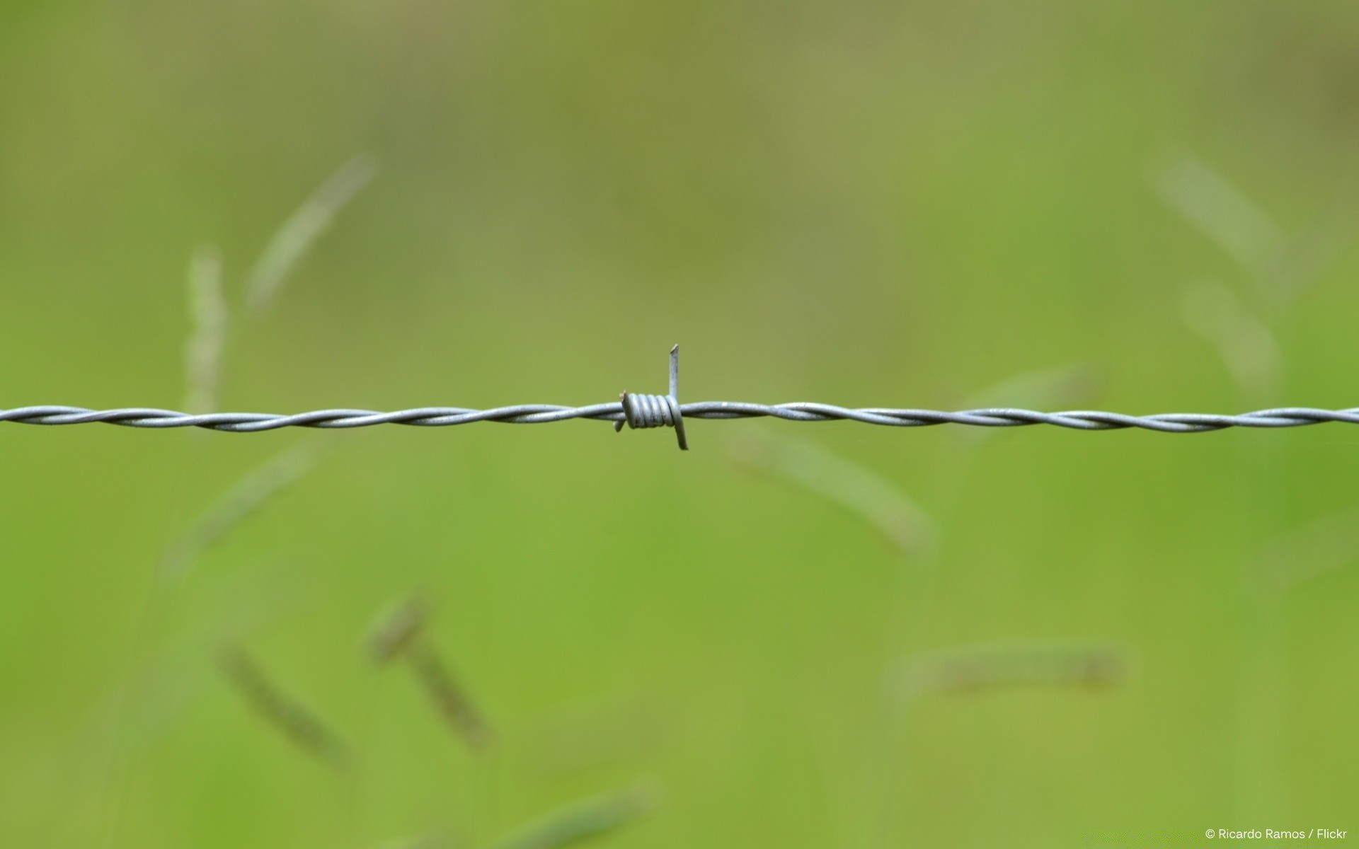 makroaufnahme stacheldraht natur blatt tau im freien gras regen zaun drähte tierwelt unschärfe wachstum