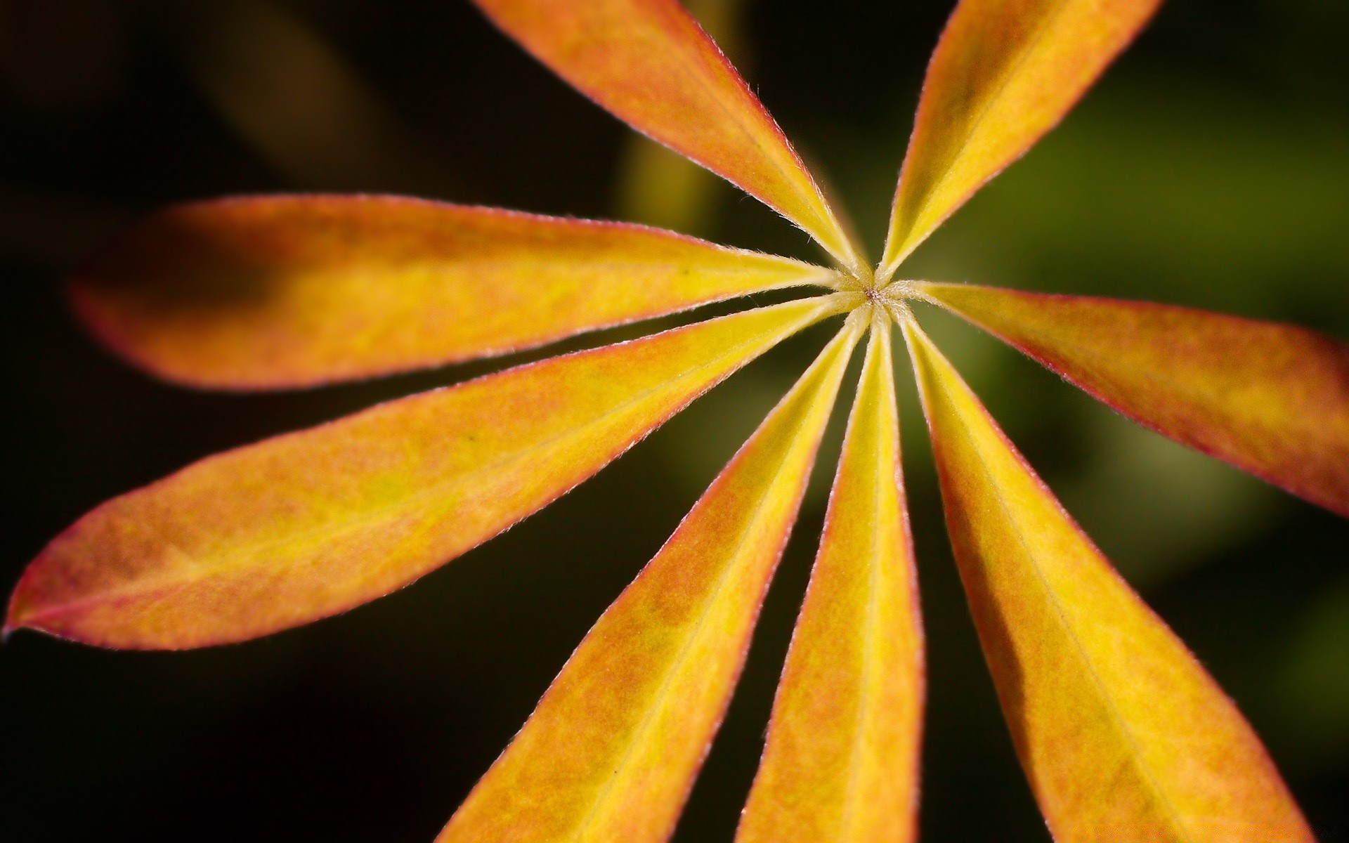 macro leaf nature outdoors blur bright fall growth summer flora wood