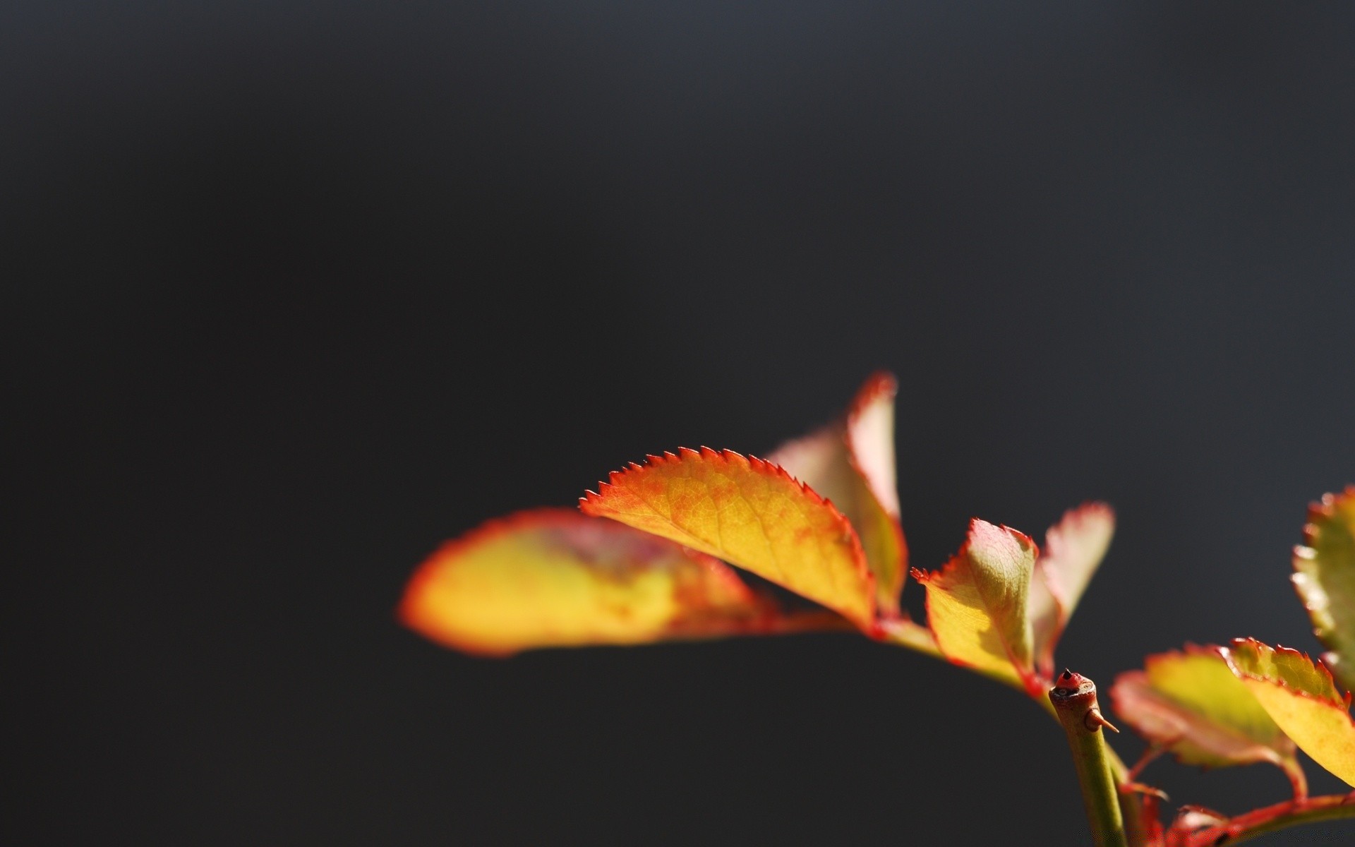 makroaufnahme blatt natur blume unschärfe herbst flora hell sanft licht wachstum im freien sommer baum farbe