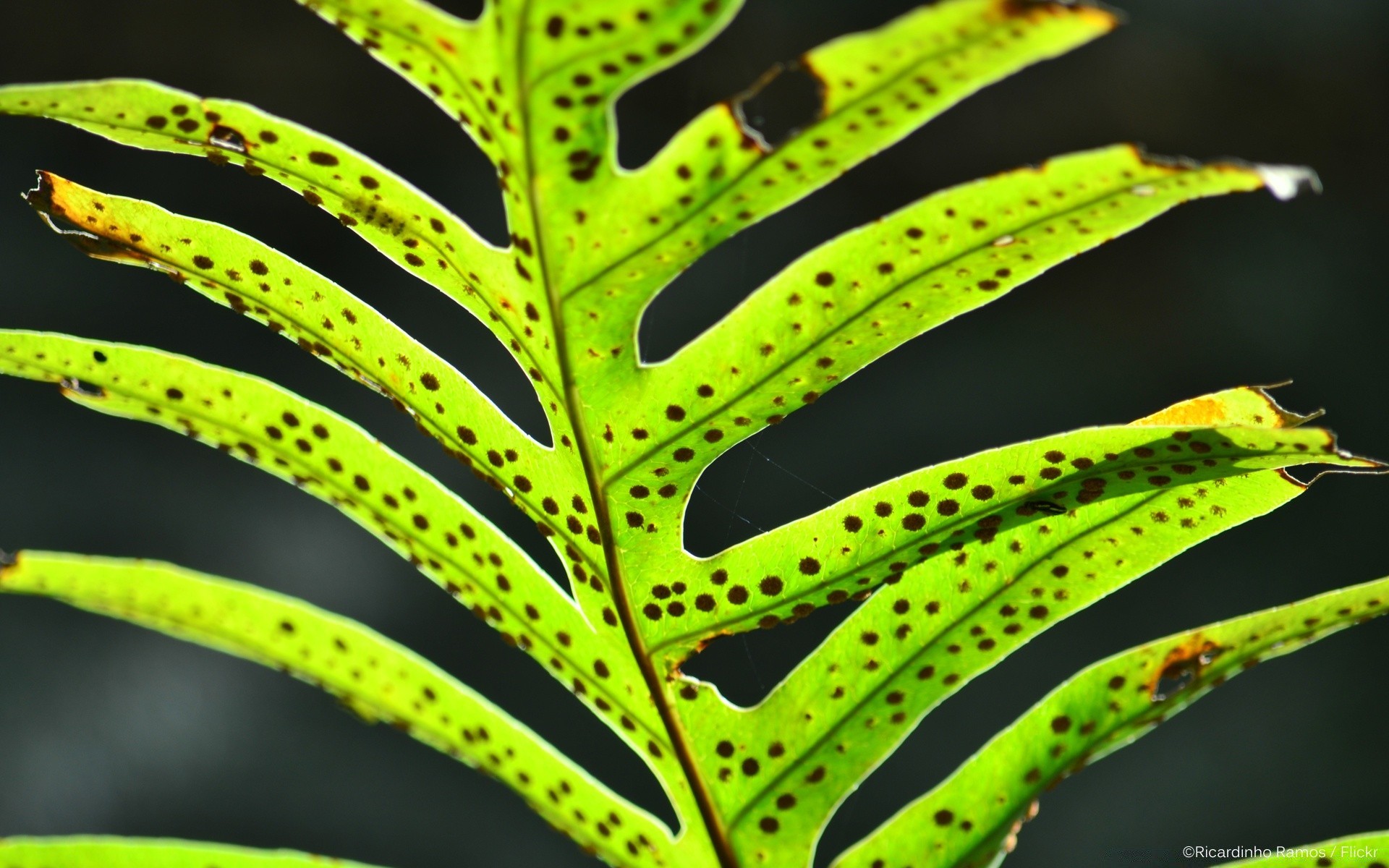макросъемка лист природа флора рост текстура дождь цвет яркий рабочего стола шаблон сад лето аннотация