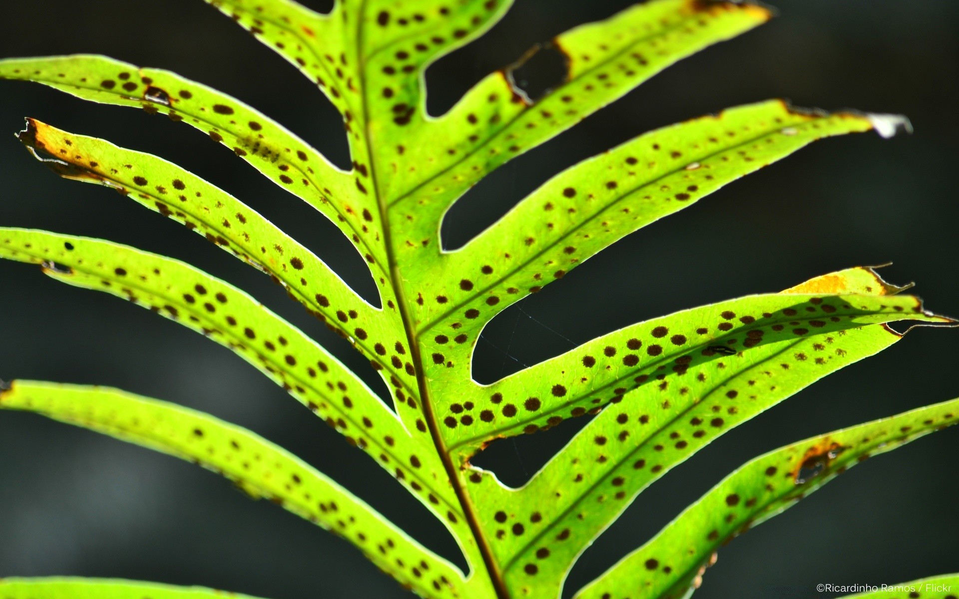 makro fotoğrafçılığı yaprak doğa flora büyüme doku yağmur renk parlak masaüstü desen bahçe yaz soyut