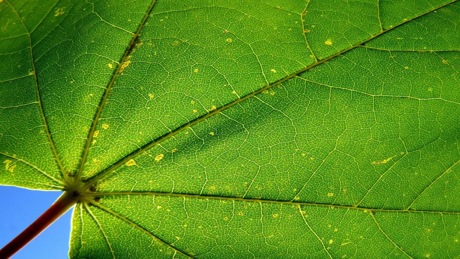 makro blatt flora natur tau garten wachstum umwelt schließen regen spinne desktop photosynthese venen farbe abstrakt tropfen ökologie umwelt insekt