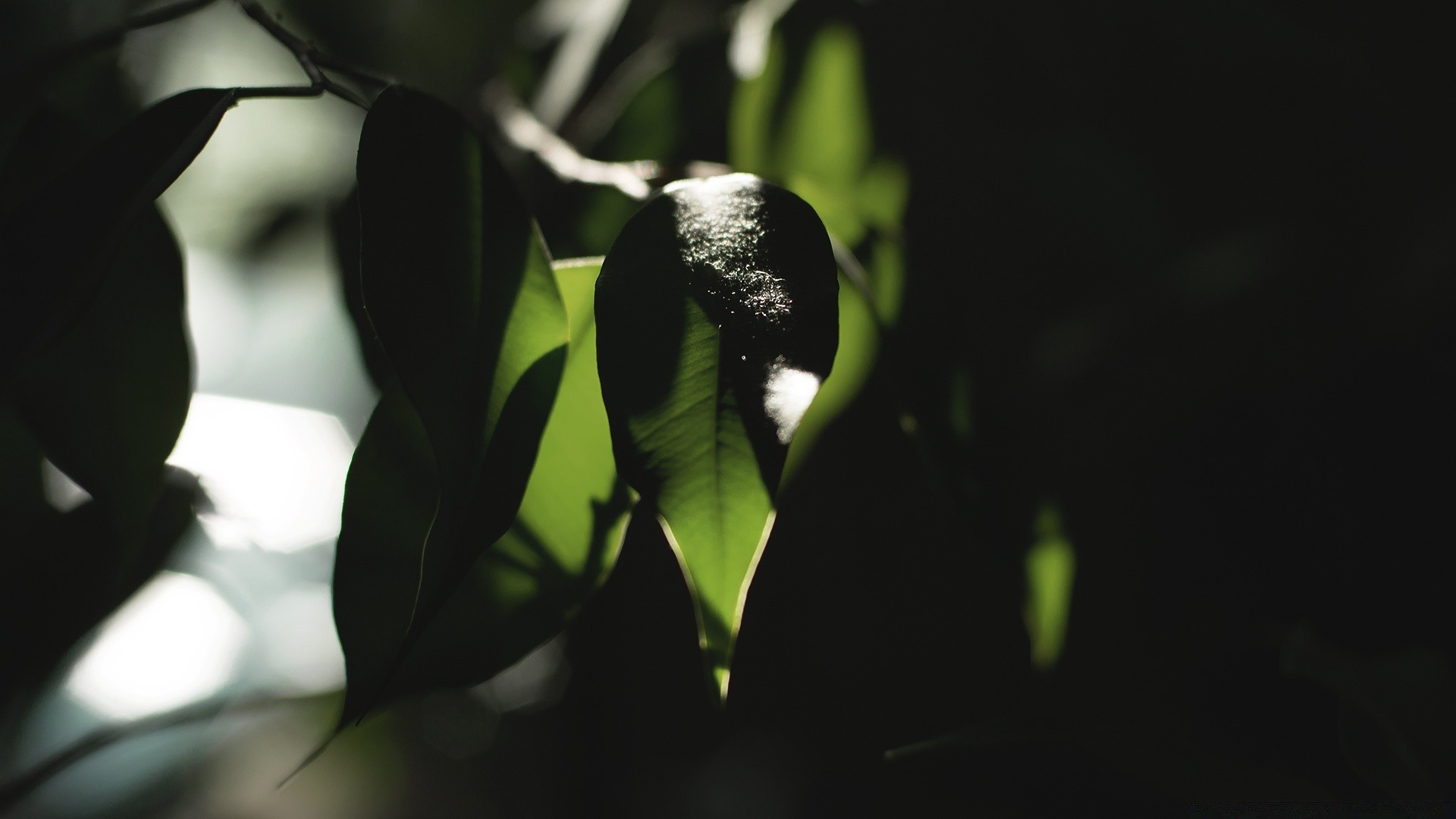 makroaufnahme blatt unschärfe natur im freien regen licht baum flora blume