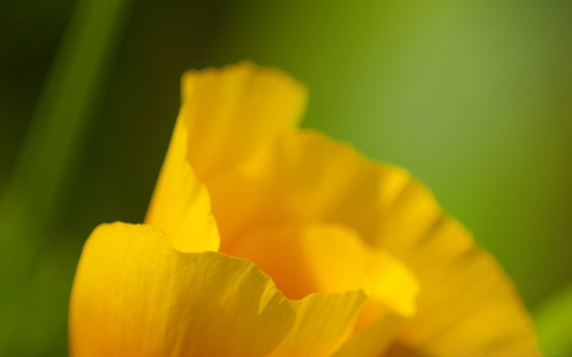 macro nature fleur flore flou été lumineux croissance narcisse couleur feuille pétale floral jardin extérieur pâques