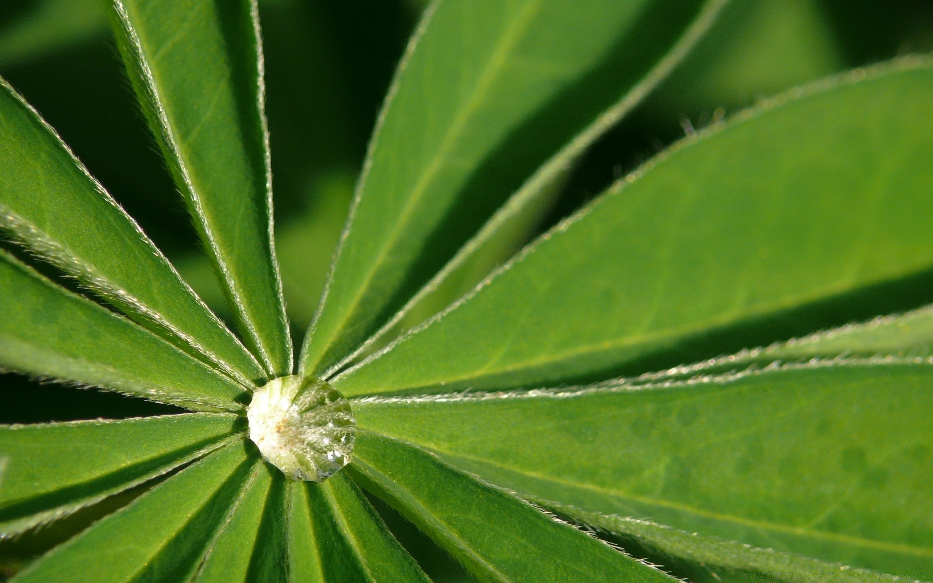 macro leaf flora nature growth dew rain summer drop garden close-up bright purity