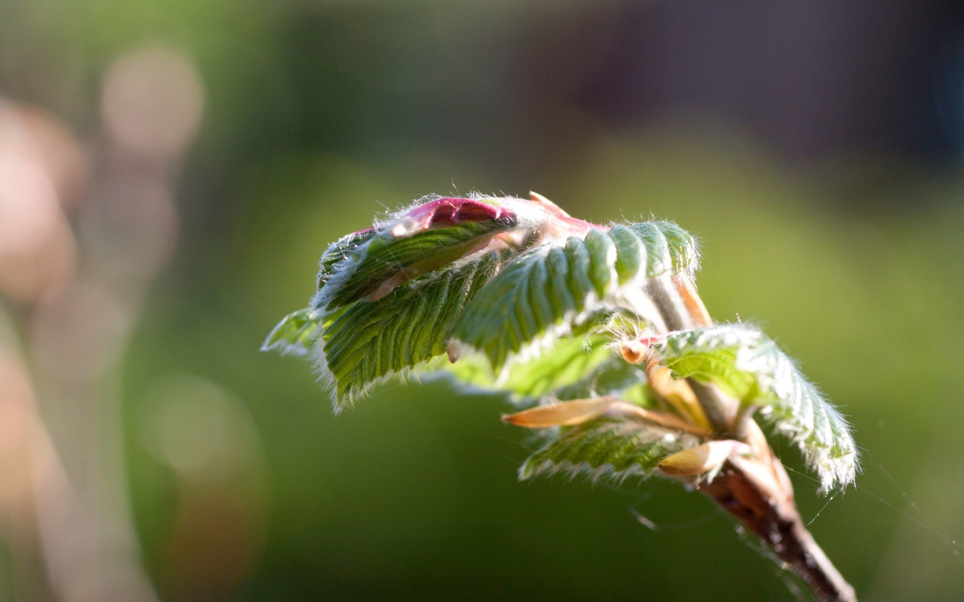 makro fotoğrafçılığı doğa yaprak böcek flora açık havada yakın çekim bahçe yaz ortamlar büyüme ağaç güzel renk park hayvan küçük masaüstü yaban hayatı örümcek