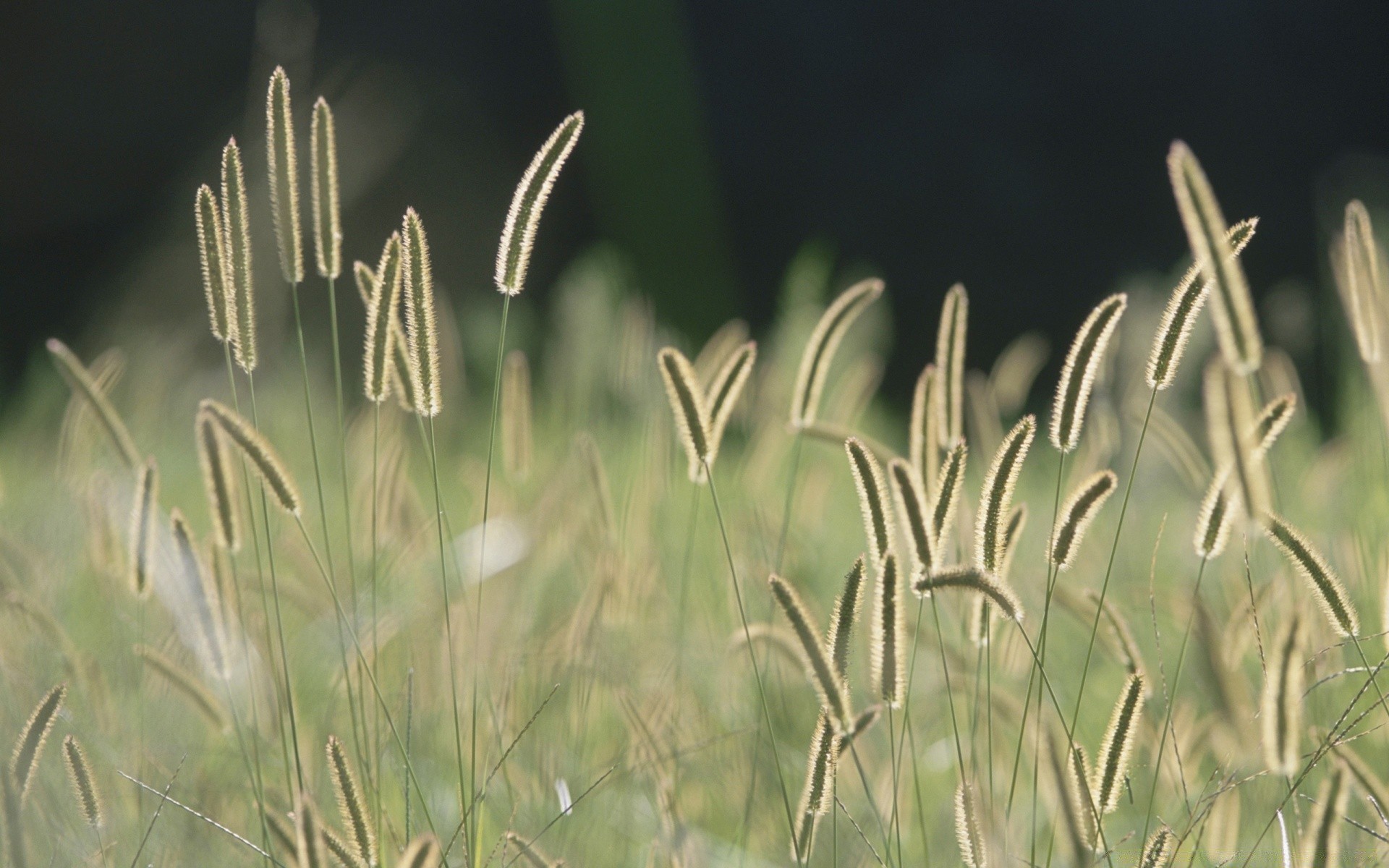 makro natura trawa flora na zewnątrz wzrost pole lato wiejski liść pulpit pszenica zbliżenie