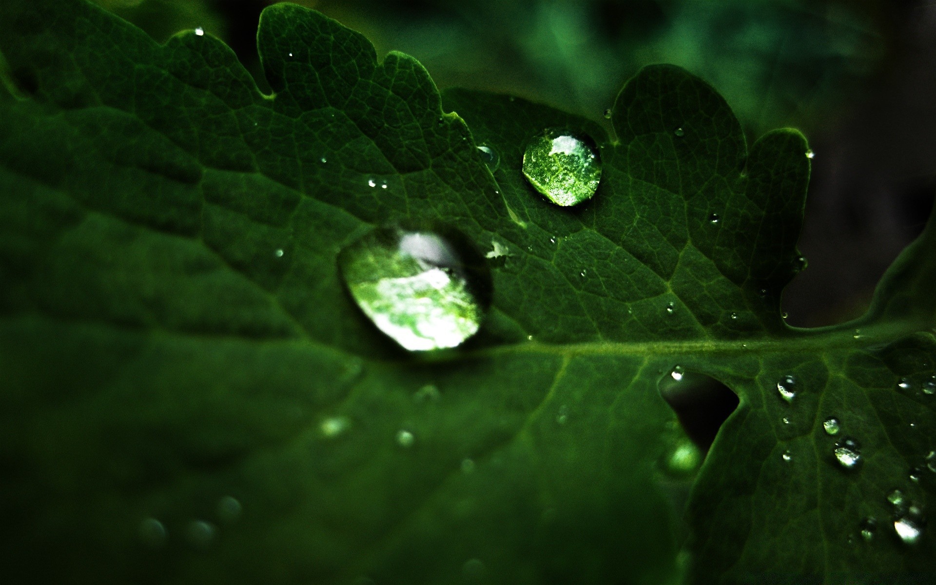 макросъемка дождь росы лист падение капли мокрый воды капли флора чистота природа рост сад лето свежесть водослива среды вены