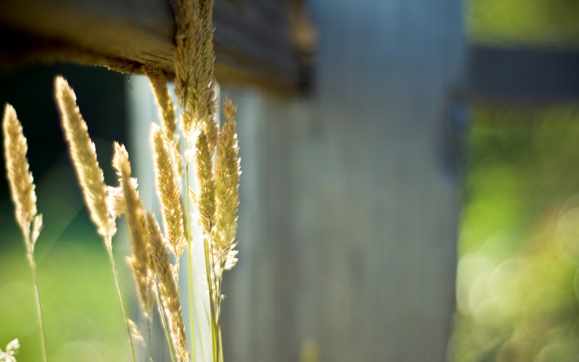 makroaufnahme natur im freien unschärfe blatt flora wachstum essen herbst sommer licht holz gutes wetter des ländlichen raumes