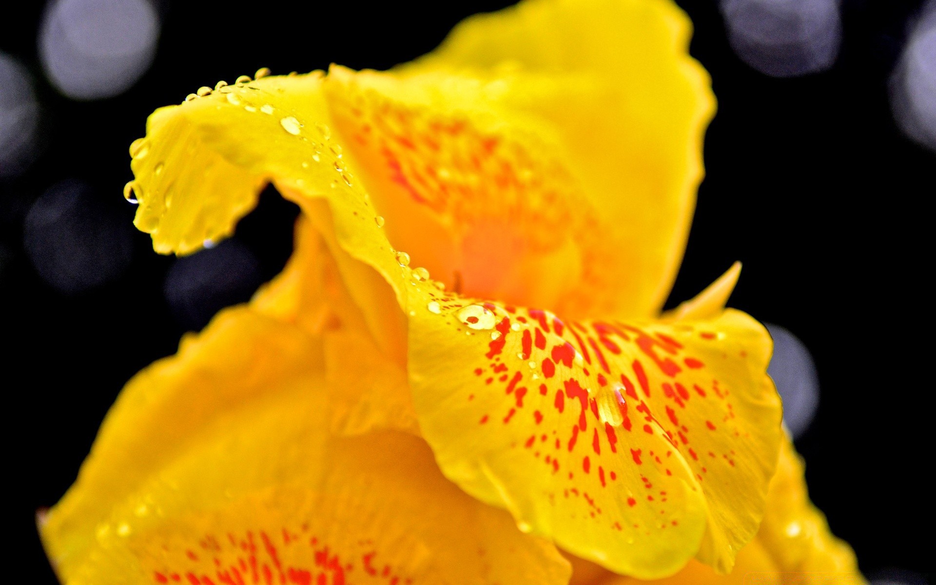 Капли макро цветок желтый скачать