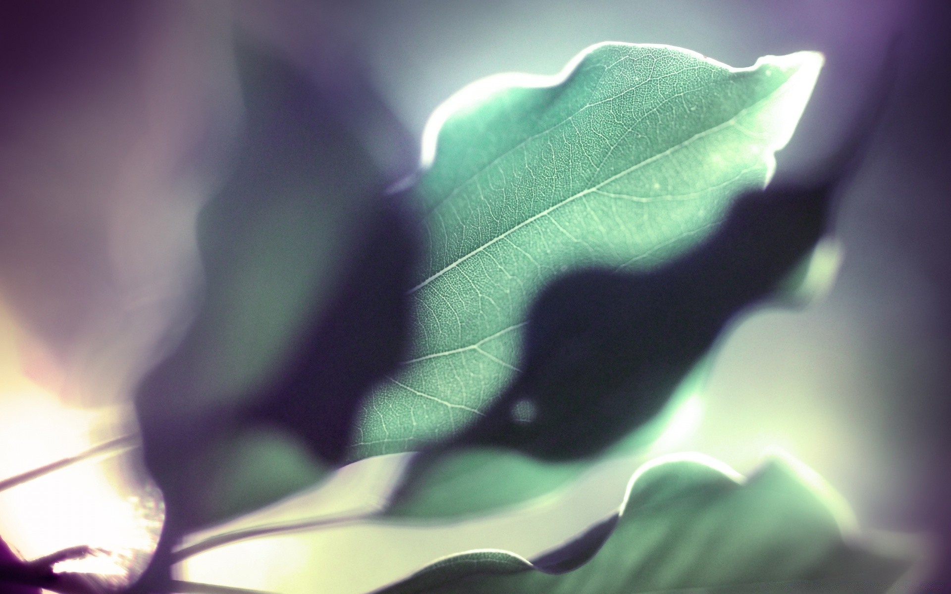 macro blur leaf abstract nature light color flora rain desktop art bright dof