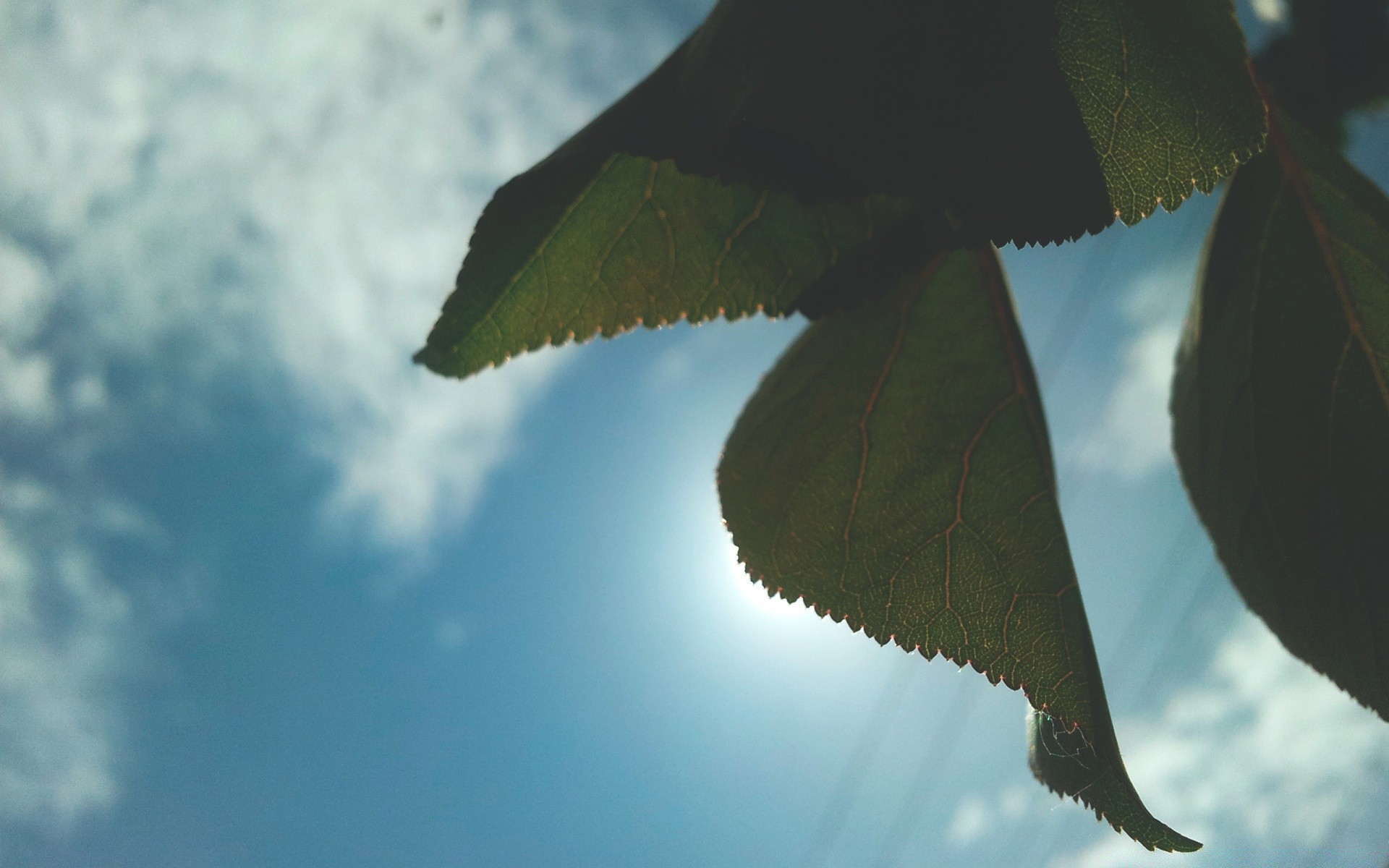 makroaufnahme natur himmel blatt im freien baum vogel flug tageslicht tierwelt