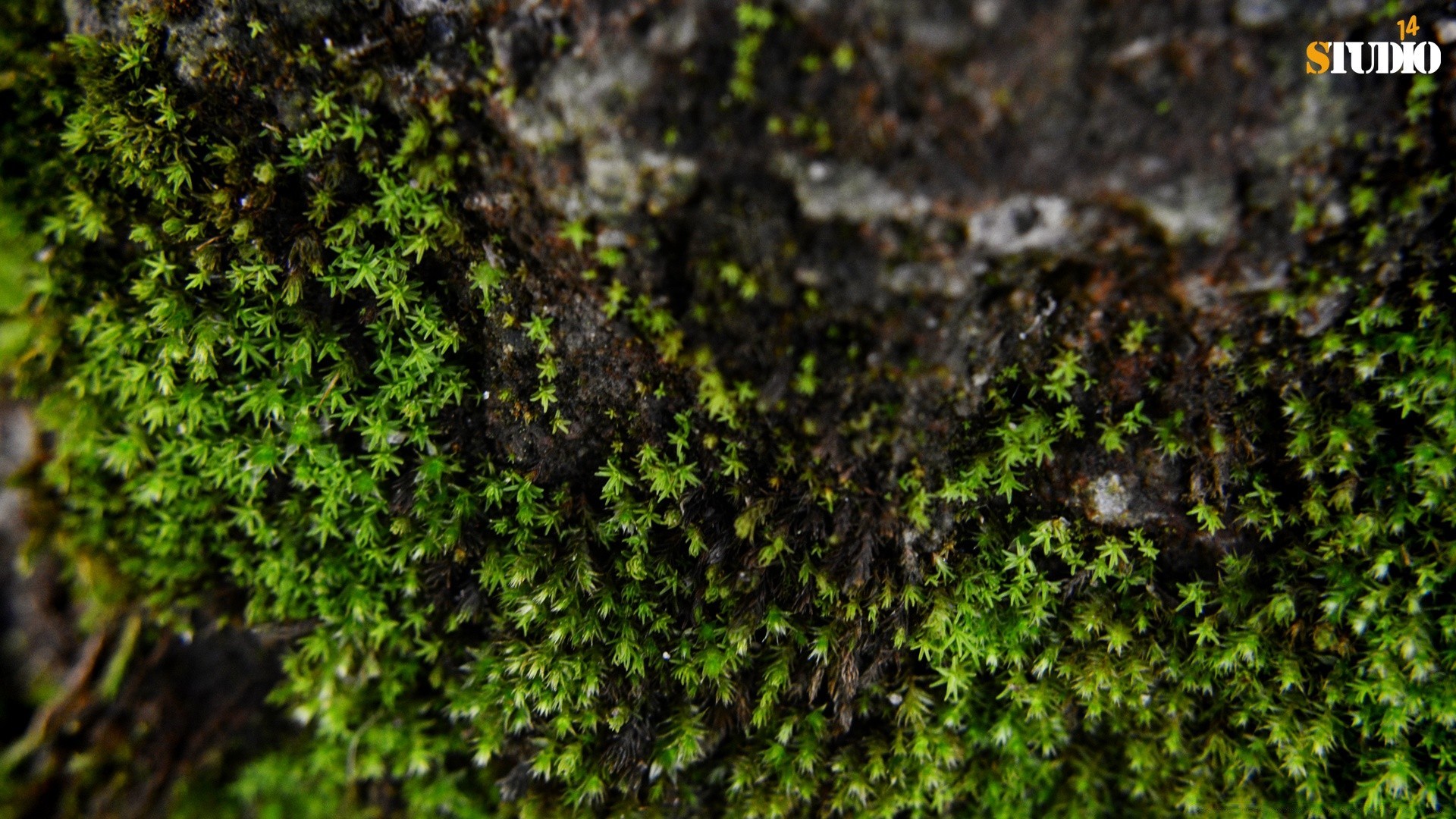 makrofotografia mech natura mech tekstura liść wzrost flora grzyb powierzchnia drewna zbliżenie środowisko tkanina pulpit kora wzór zewnętrzny kamień mech