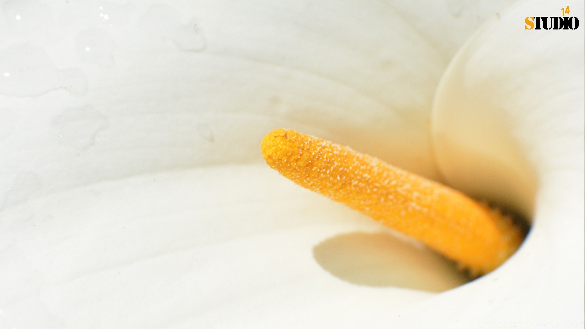 makro fotoğrafçılığı sağlık doğa büyümek yemek gıda