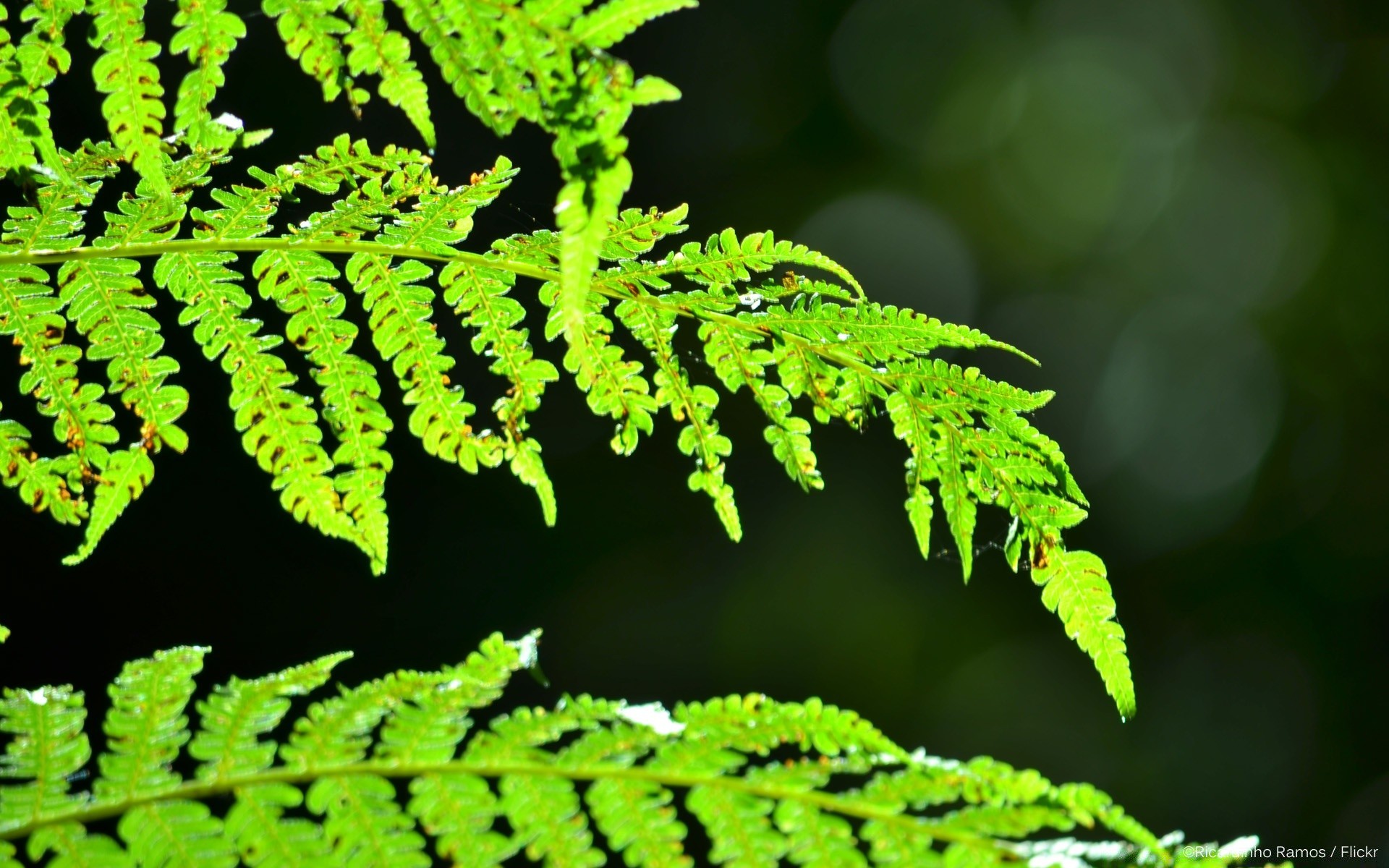 makro blatt natur fern wachstum flora im freien sommer üppig holz umwelt ökologie gras garten hell holz front unschärfe medizin