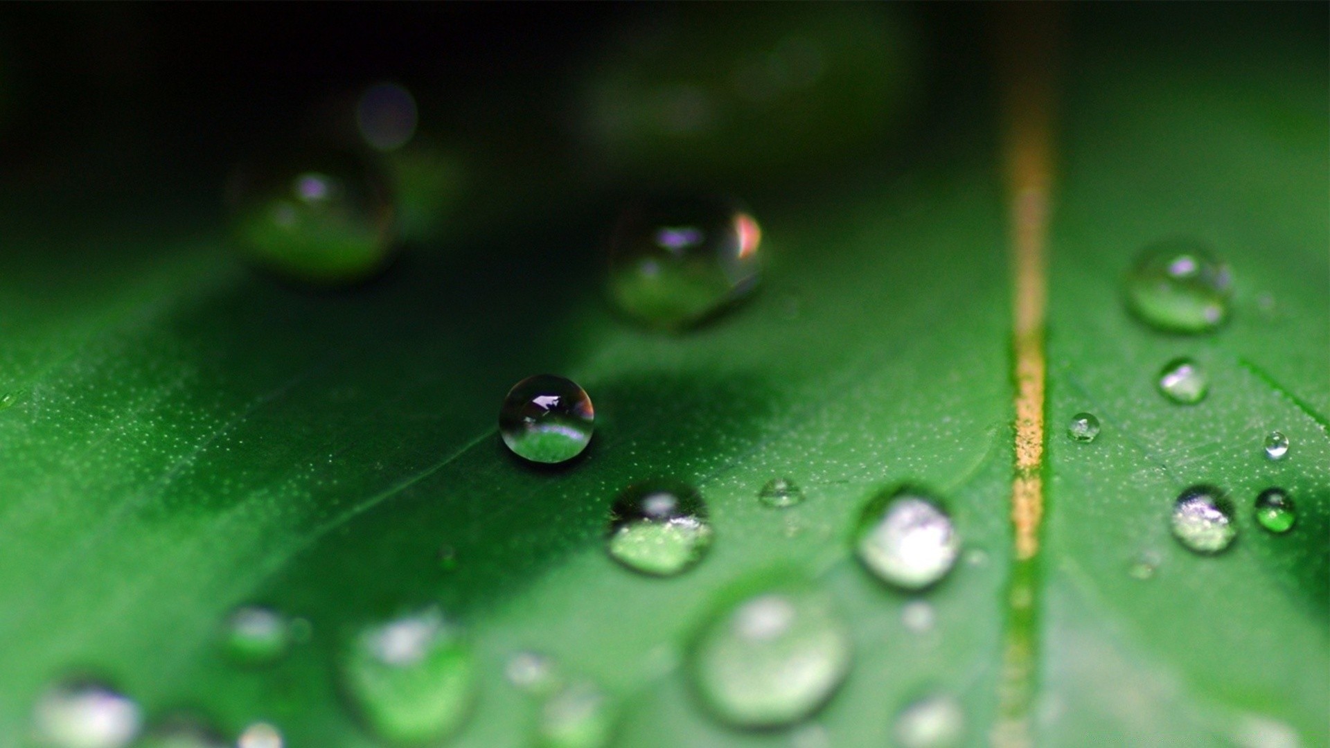 macro rosée pluie chute gouttes humide feuille gouttes eau propreté flore liquide propre nature réflexion environnement croissance déversoir