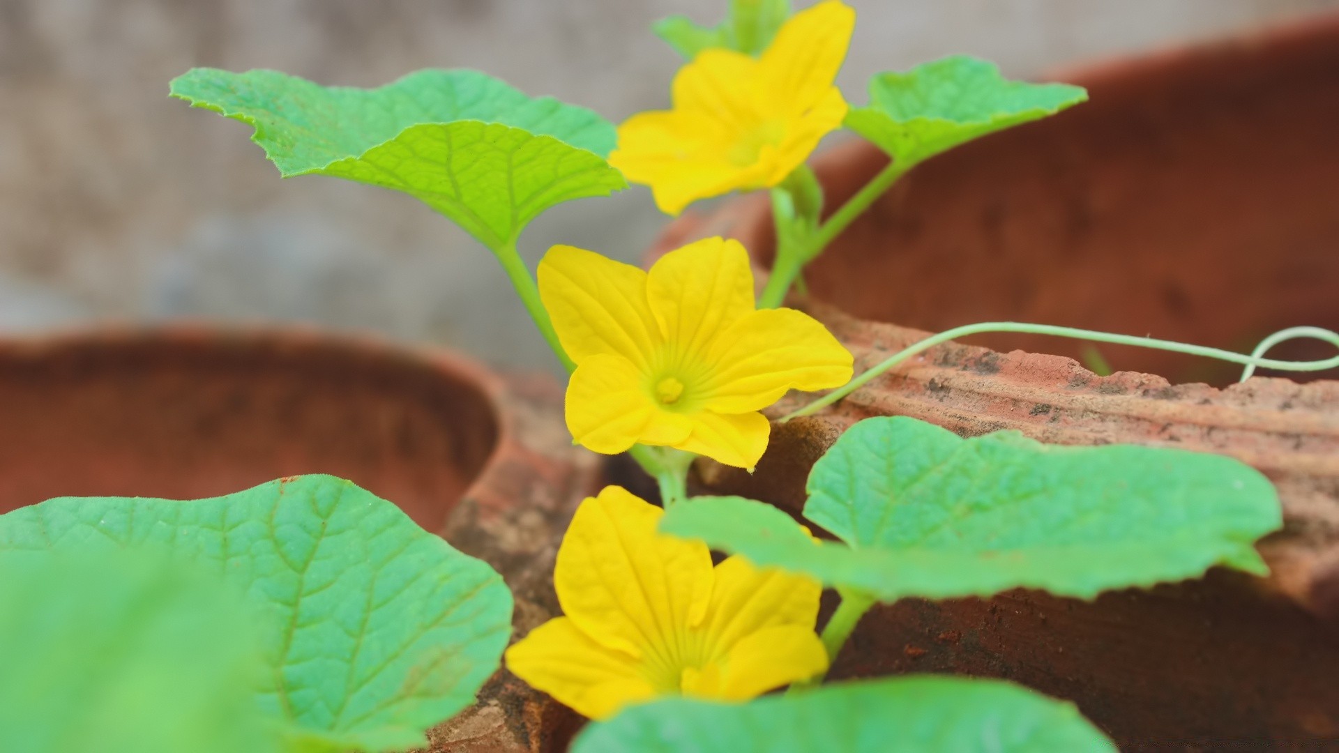 微距摄影 叶 自然 植物 花卉 花园 夏季 户外 颜色