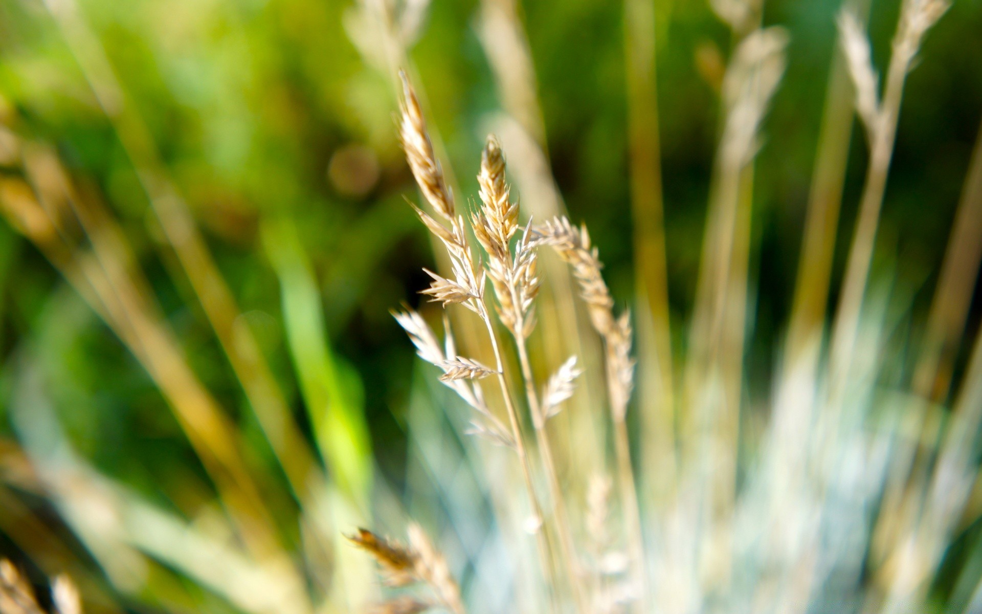 makro fotoğrafçılığı doğa yaprak flora büyüme çimen yaz açık havada kırsal bulanıklık güzel hava koşulları tarım alan kabuk yakın çekim