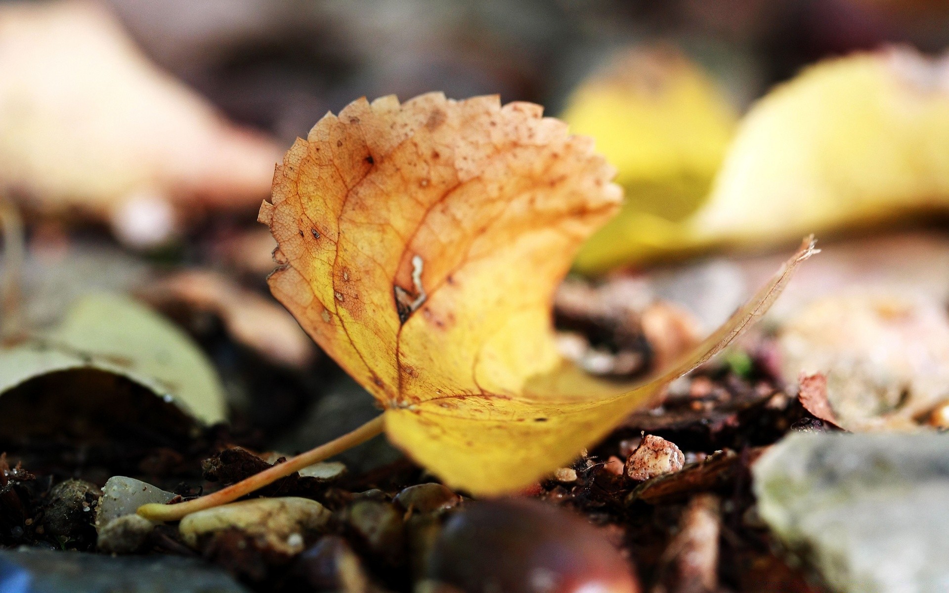 macro autunno natura foglia legno flora all aperto cibo close-up stagione colore