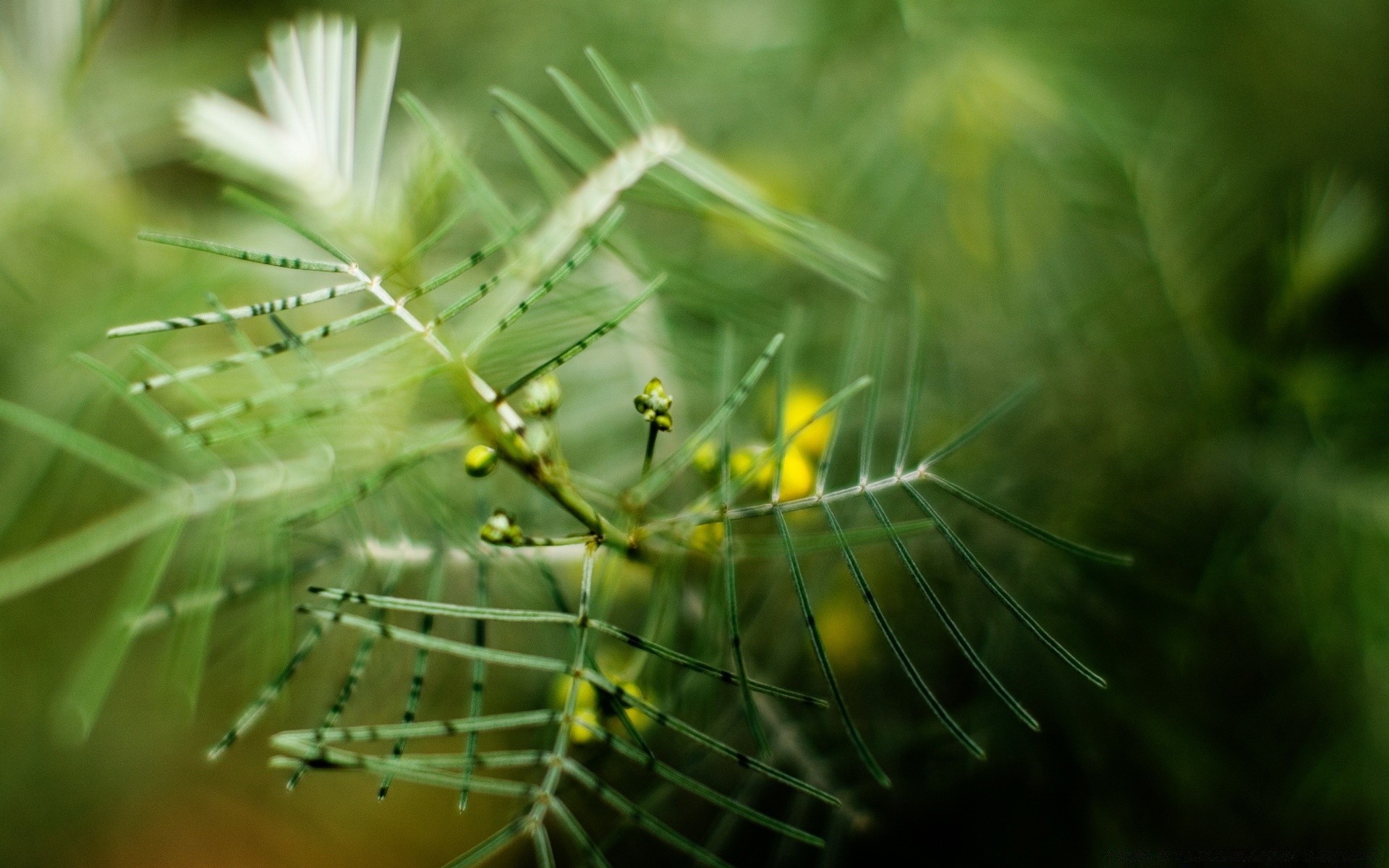 macro nature leaf flora spider insect garden summer close-up desktop light color outdoors flower grass bright sun blur