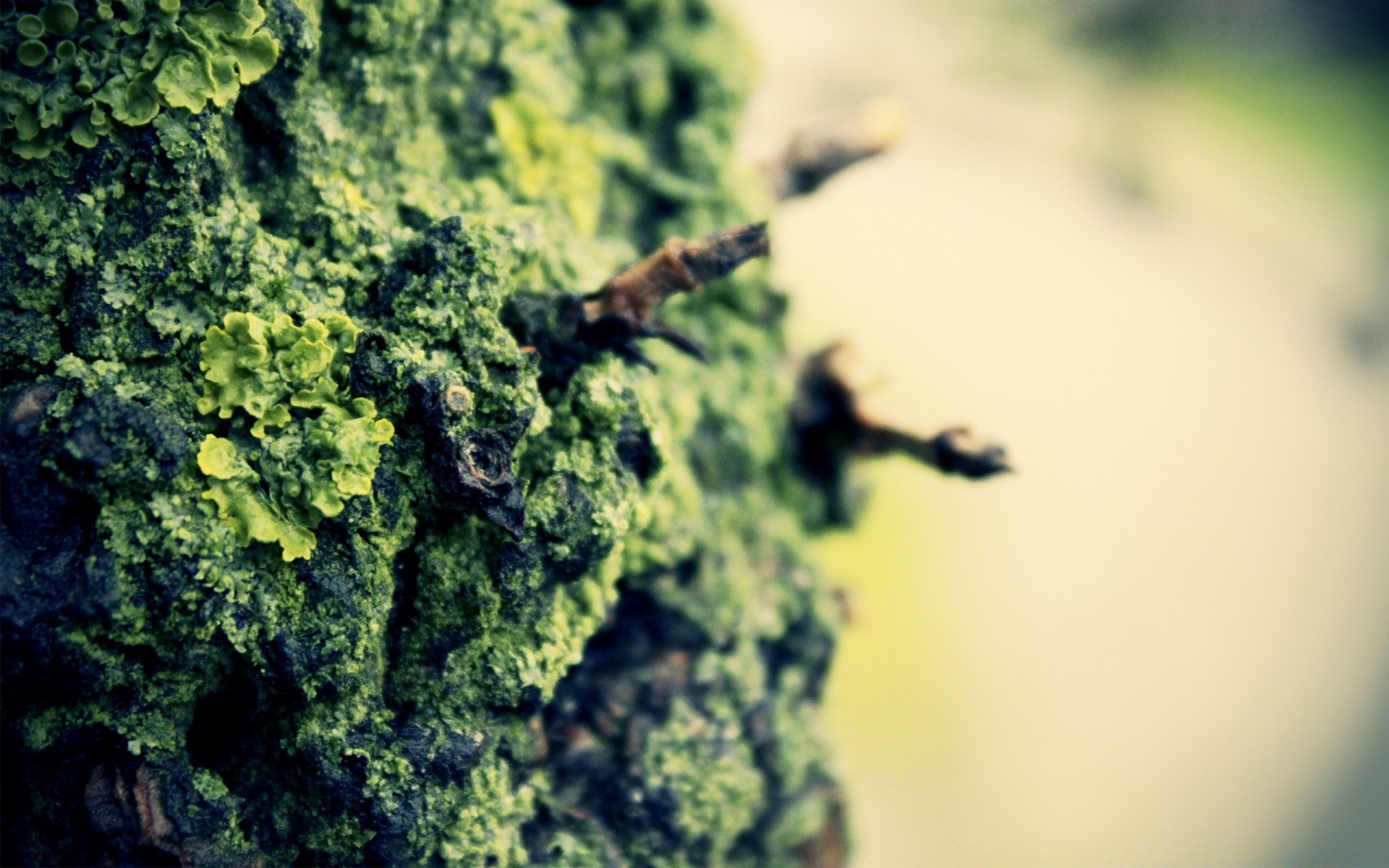 macro leaf flora nature desktop medicine close-up marijuana wood outdoors