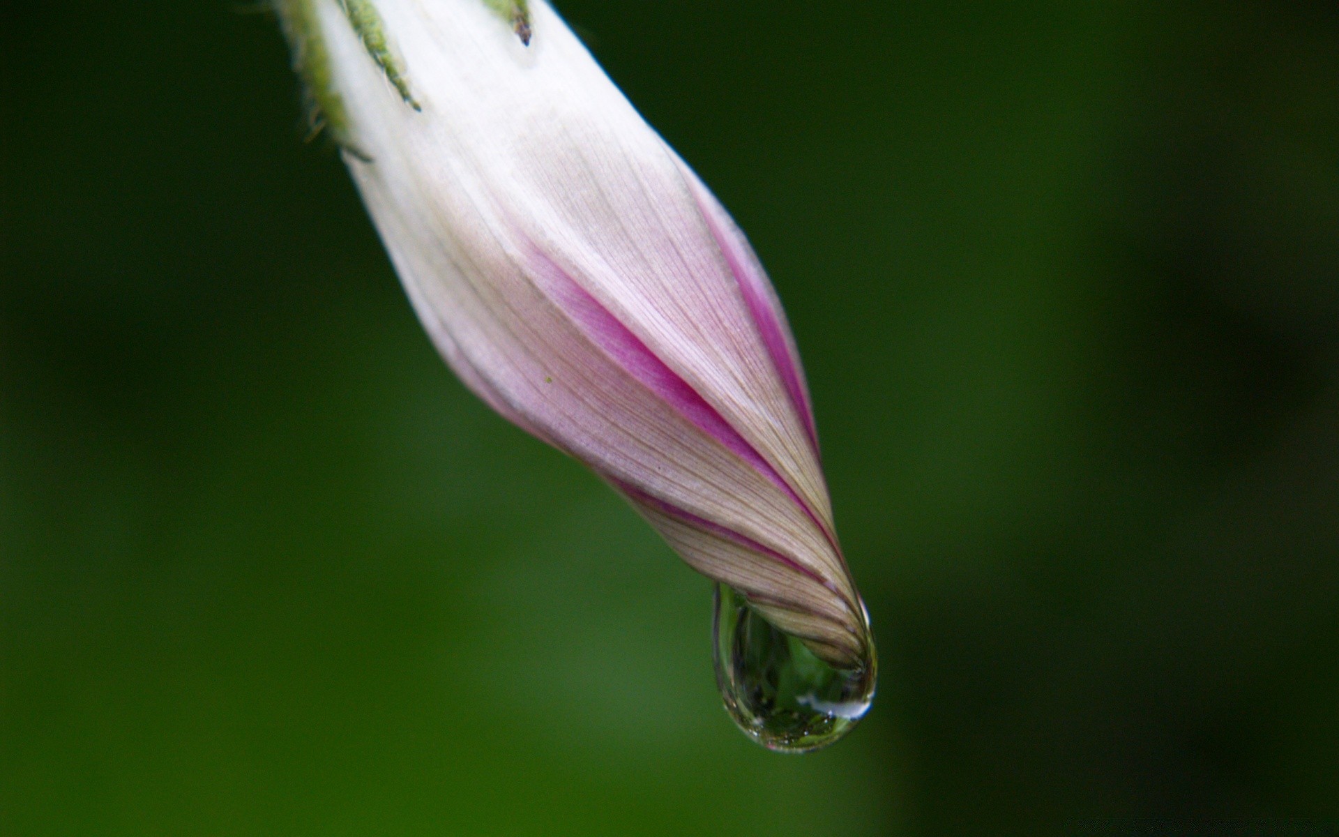 makroaufnahme blume natur blatt flora garten sommer sanft hell unschärfe dof farbe tau