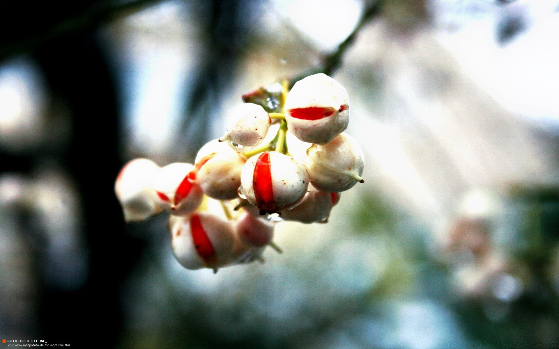 macro inverno ao ar livre natureza borrão árvore flor temporada natal flora ramo folha verão