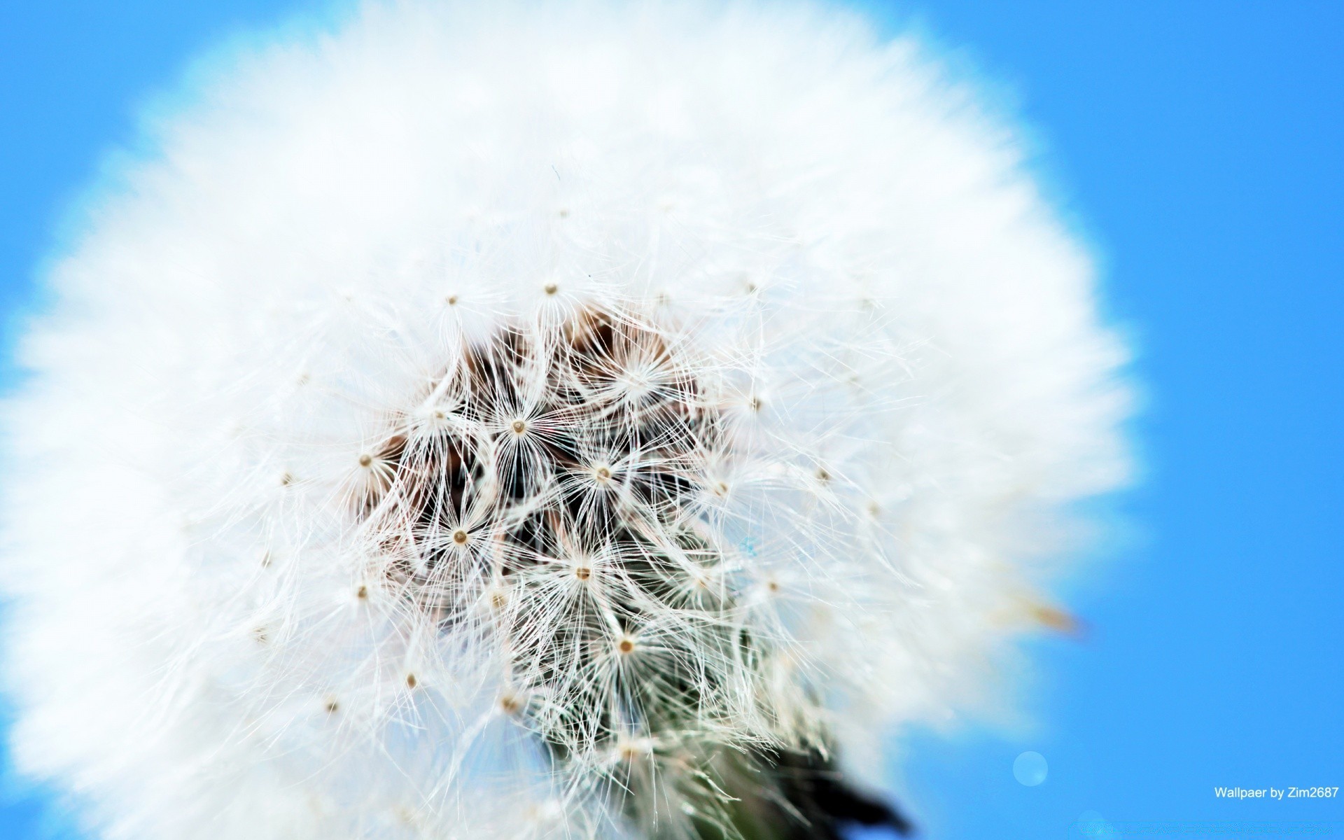 makro fotoğrafçılığı doğa karahindiba gökyüzü açık havada yaz tüylü parlak büyüme güzel hava flora sezon don kış güneş çiçek hava durumu