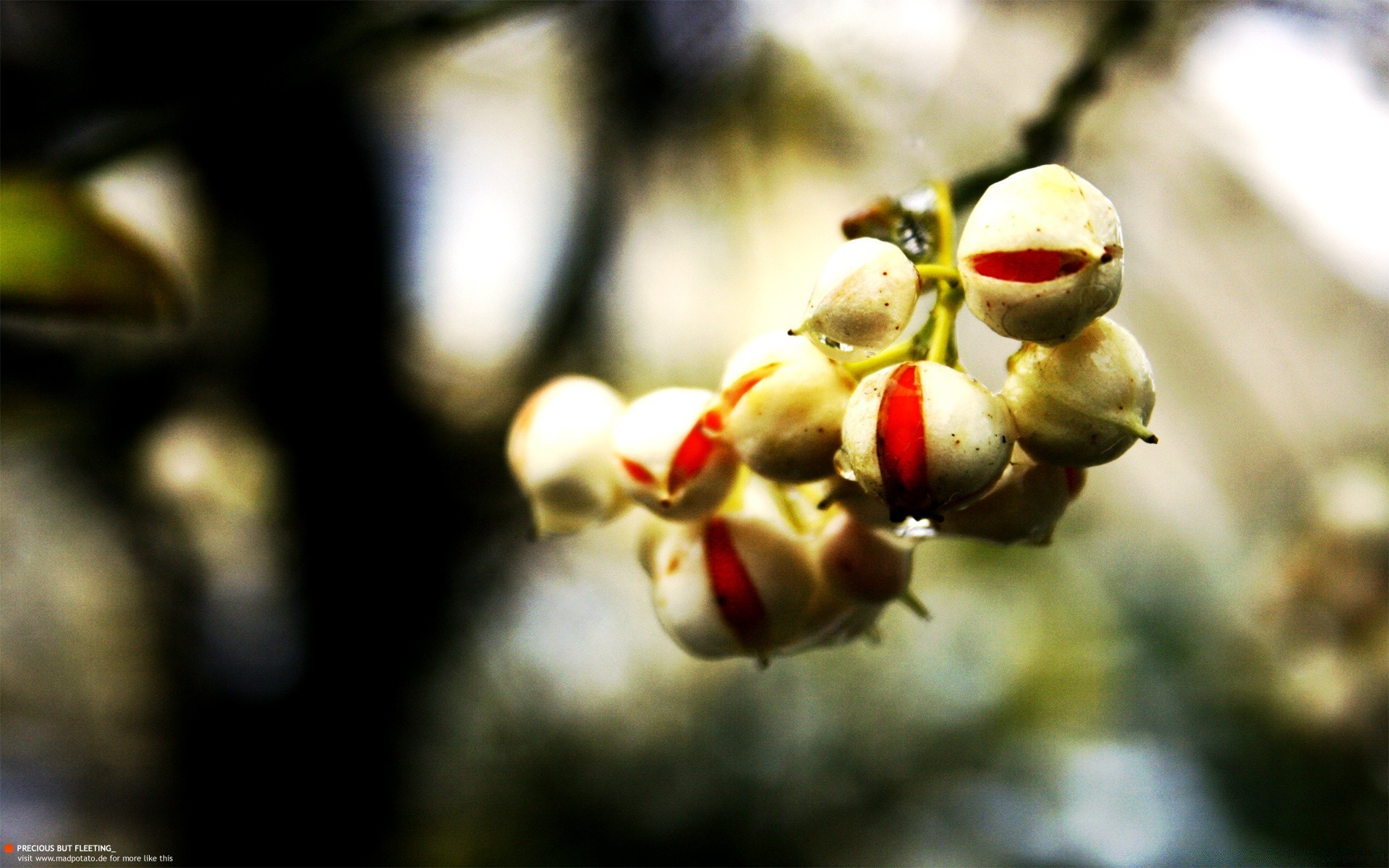 makroaufnahme unschärfe natur obst im freien baum blume essen apfel blatt flora winter